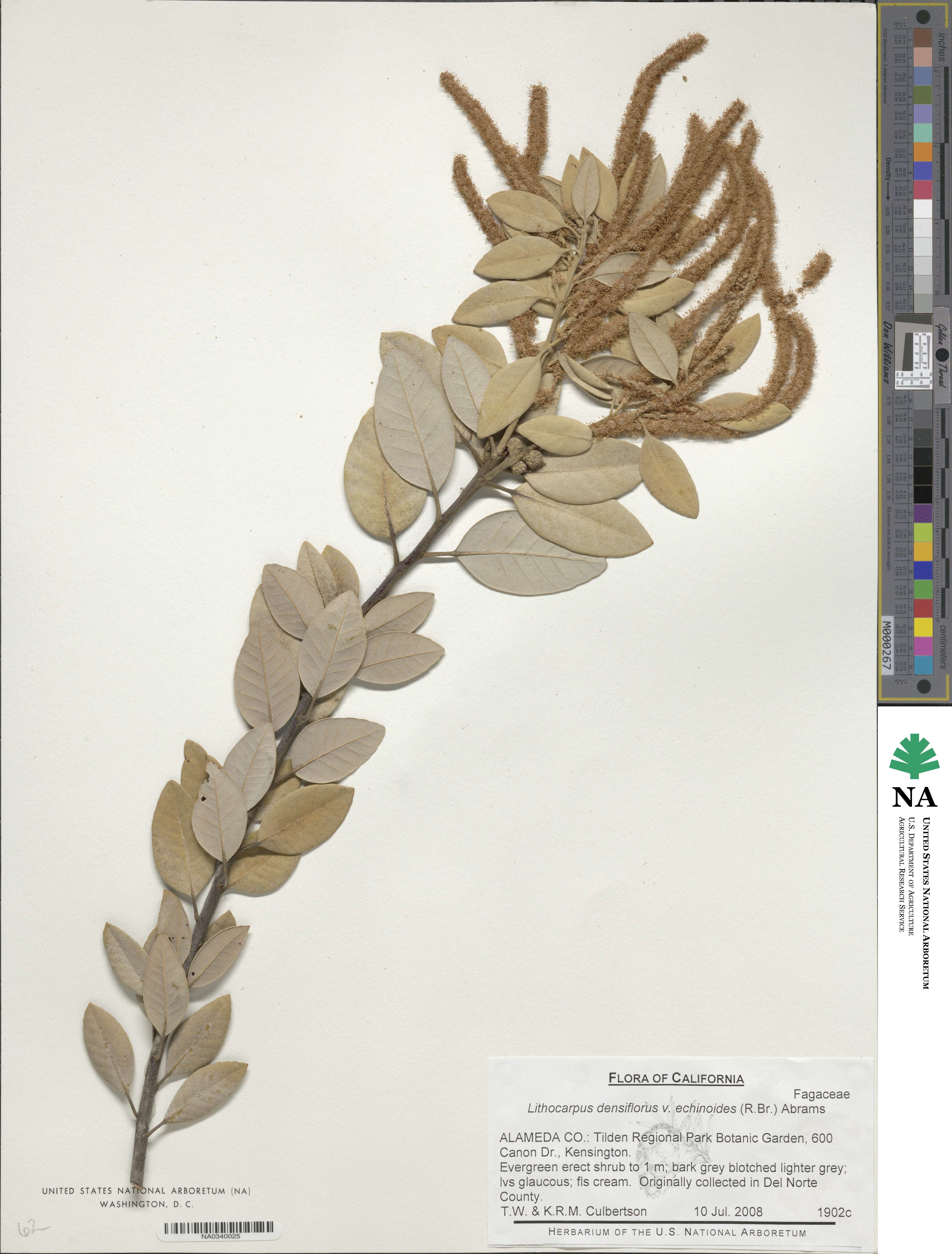 Notholithocarpus densiflorus var. echinoides image