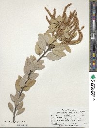 Notholithocarpus densiflorus var. echinoides image