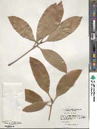 Lithocarpus edulis image