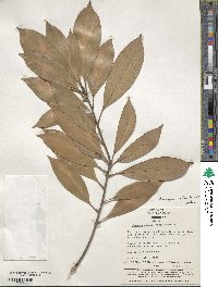 Lithocarpus edulis image