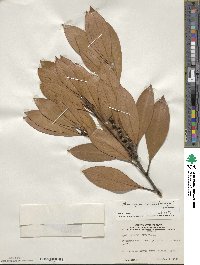 Lithocarpus edulis image