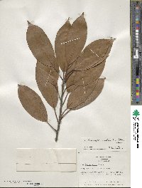 Lithocarpus edulis image