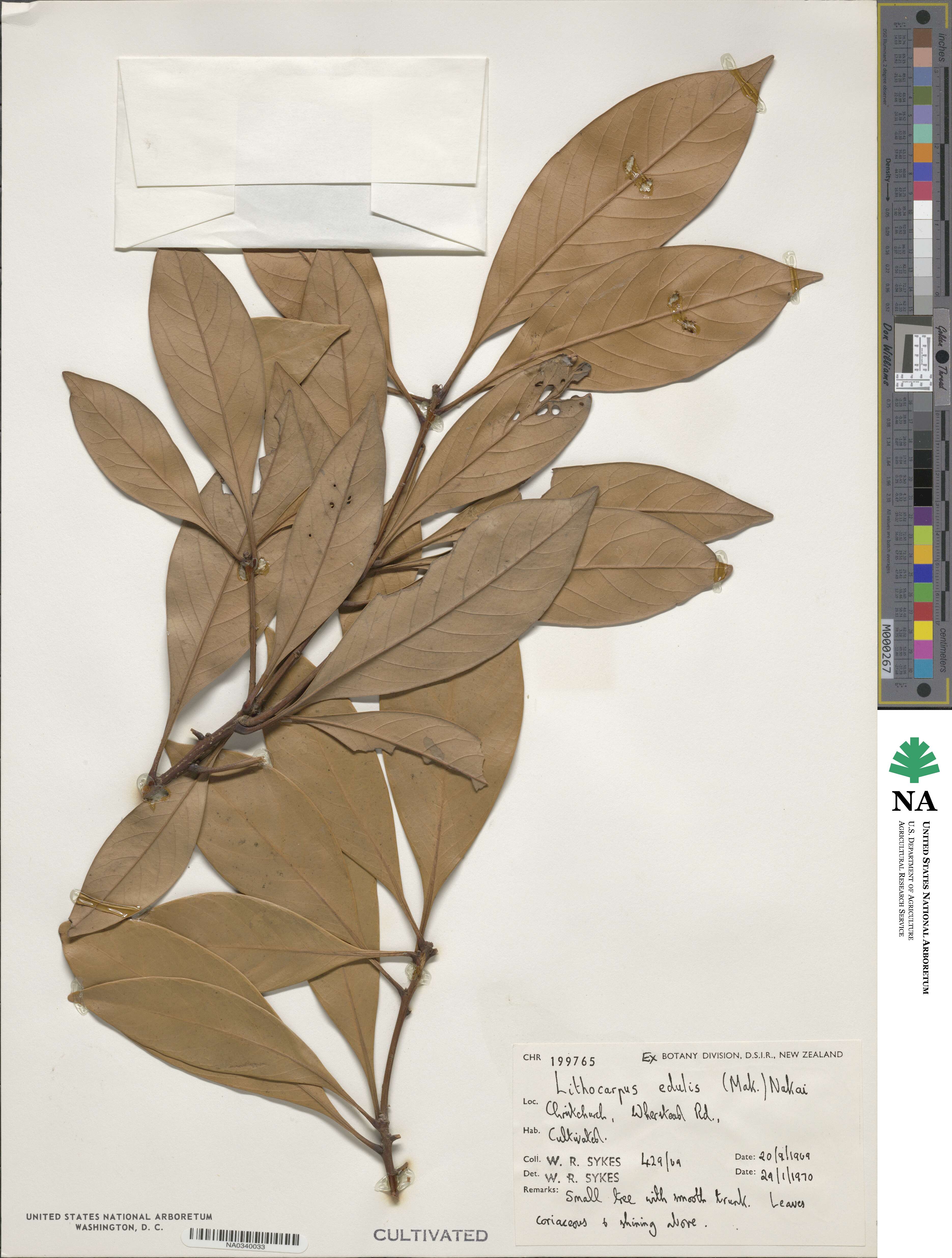 Lithocarpus edulis image