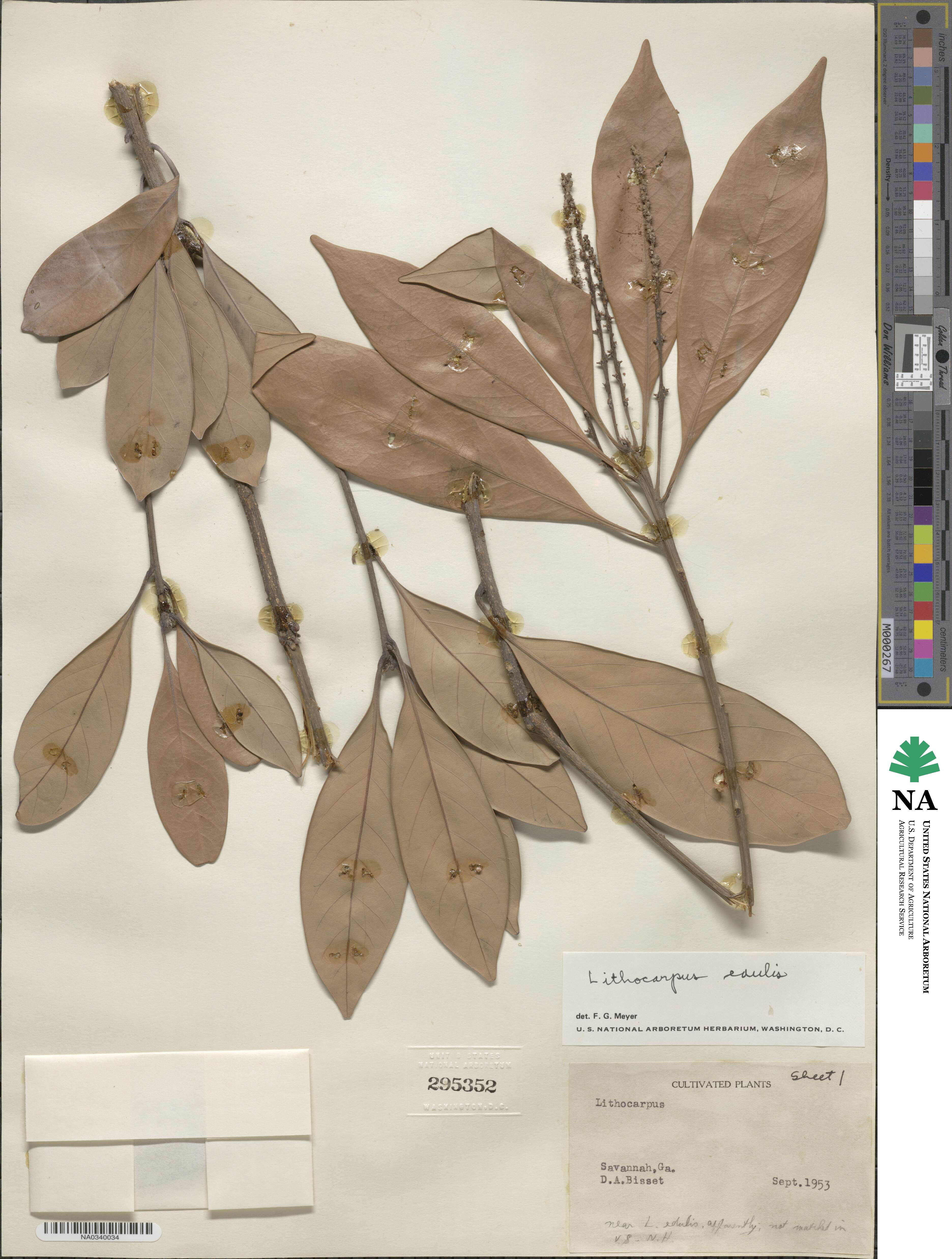 Lithocarpus edulis image