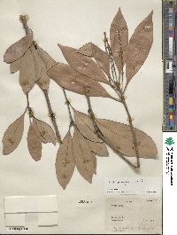 Lithocarpus edulis image