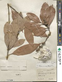 Lithocarpus edulis image