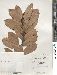 Lithocarpus edulis image