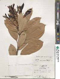 Lithocarpus edulis image