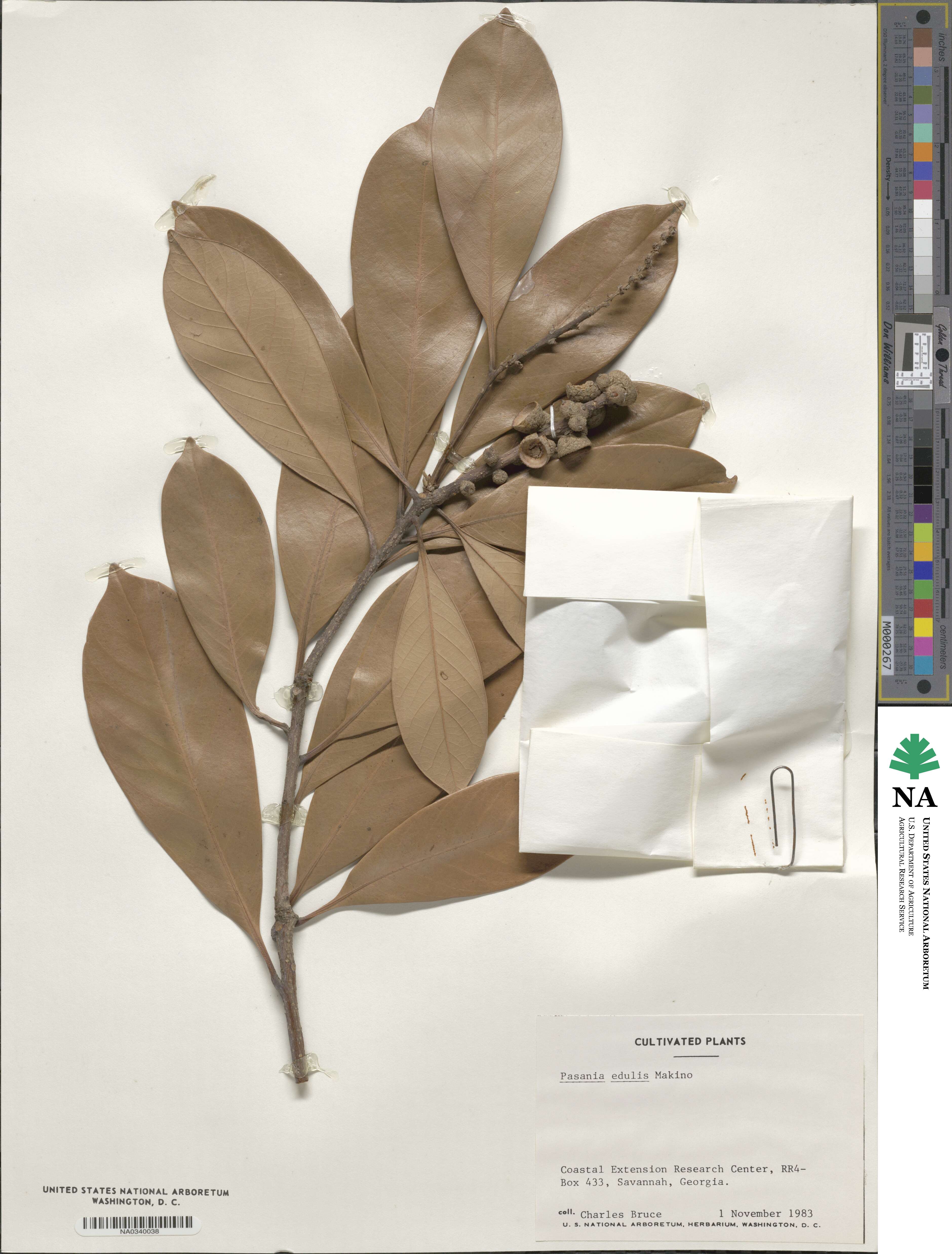 Lithocarpus edulis image