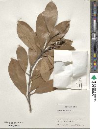 Lithocarpus edulis image