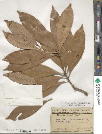 Lithocarpus edulis image