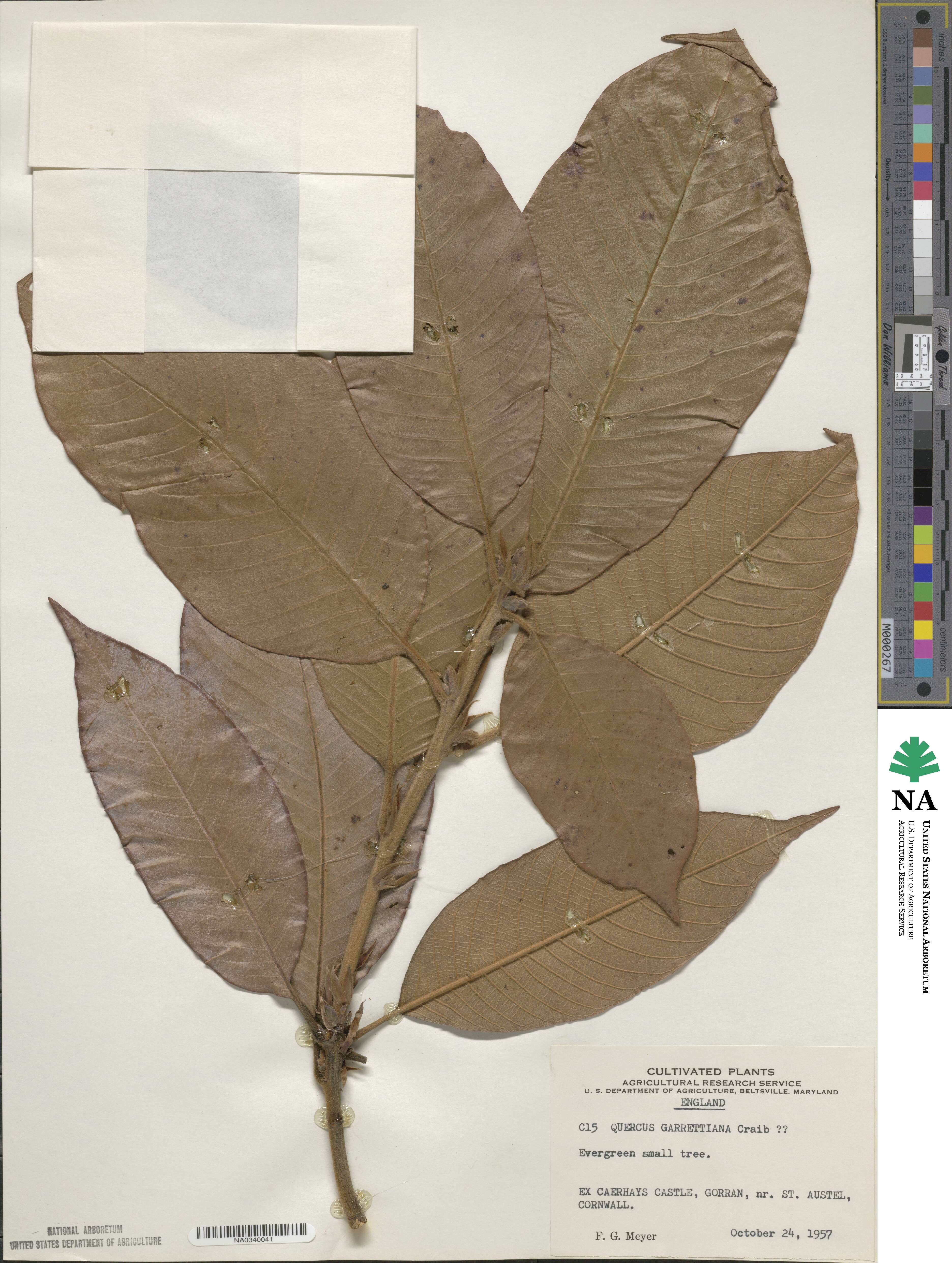 Lithocarpus garrettianus image