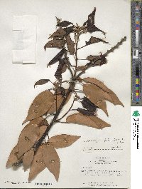 Lithocarpus glaber image