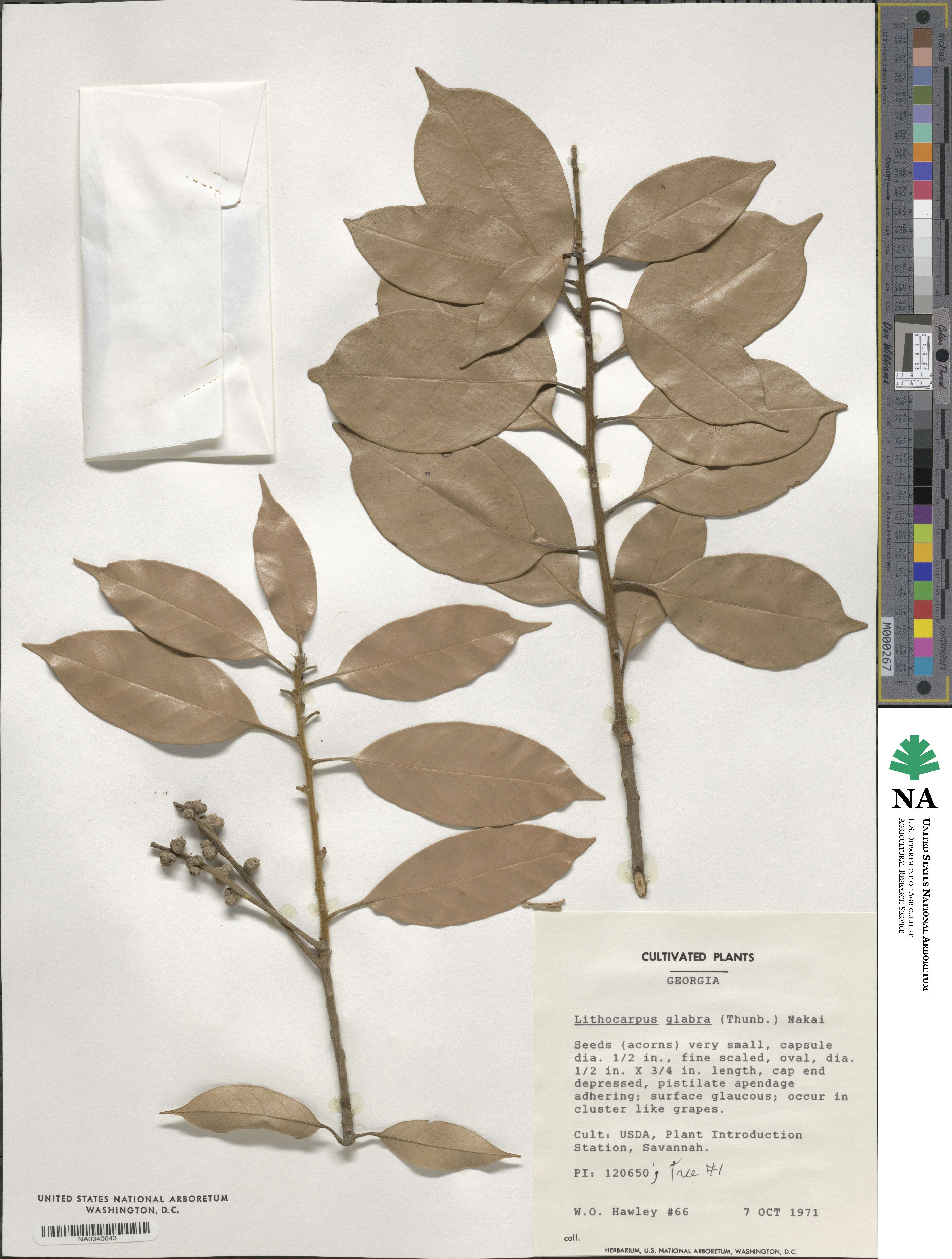 Lithocarpus glaber image