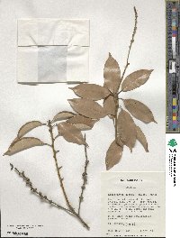 Lithocarpus glaber image