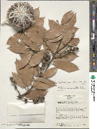 Lithocarpus glaber image