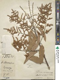 Lithocarpus henryi image