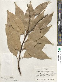 Lithocarpus henryi image