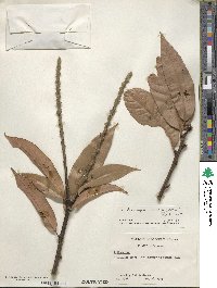 Lithocarpus henryi image