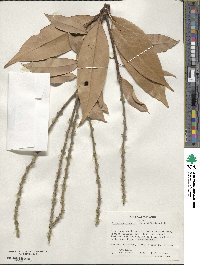 Lithocarpus henryi image