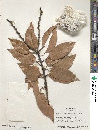 Lithocarpus henryi image