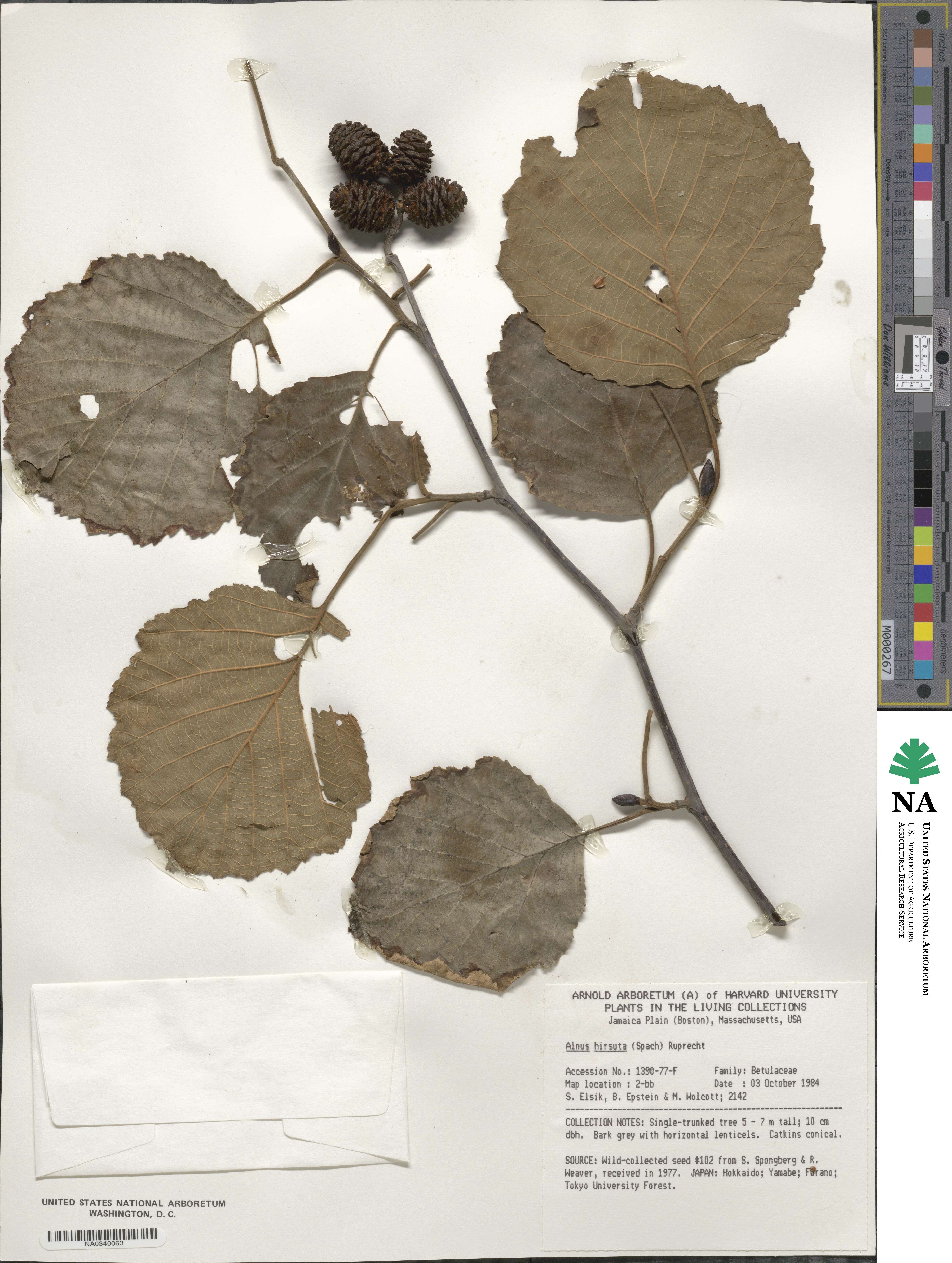 Alnus hirsuta image