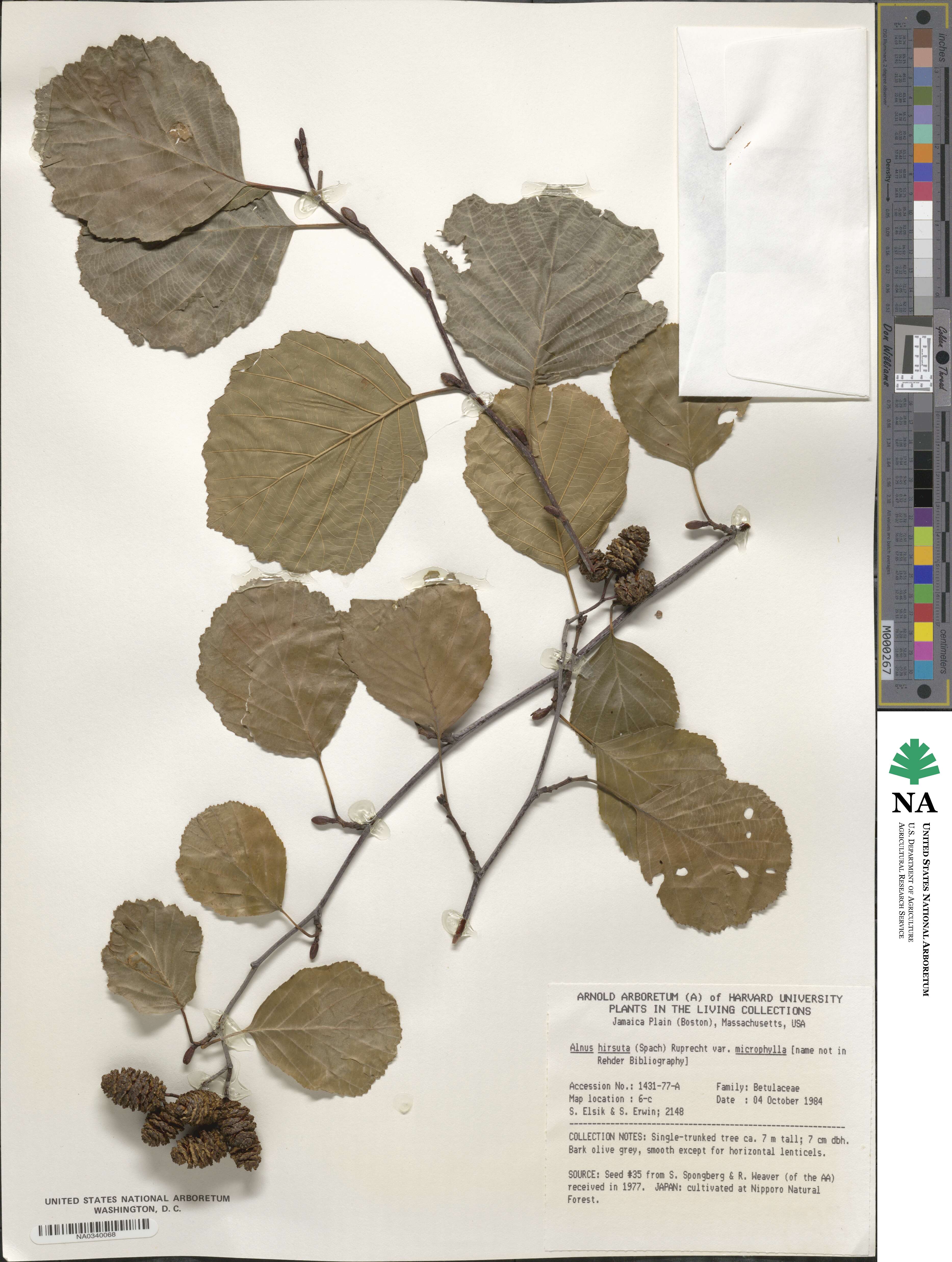 Alnus hirsuta image