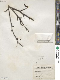 Alnus incana image
