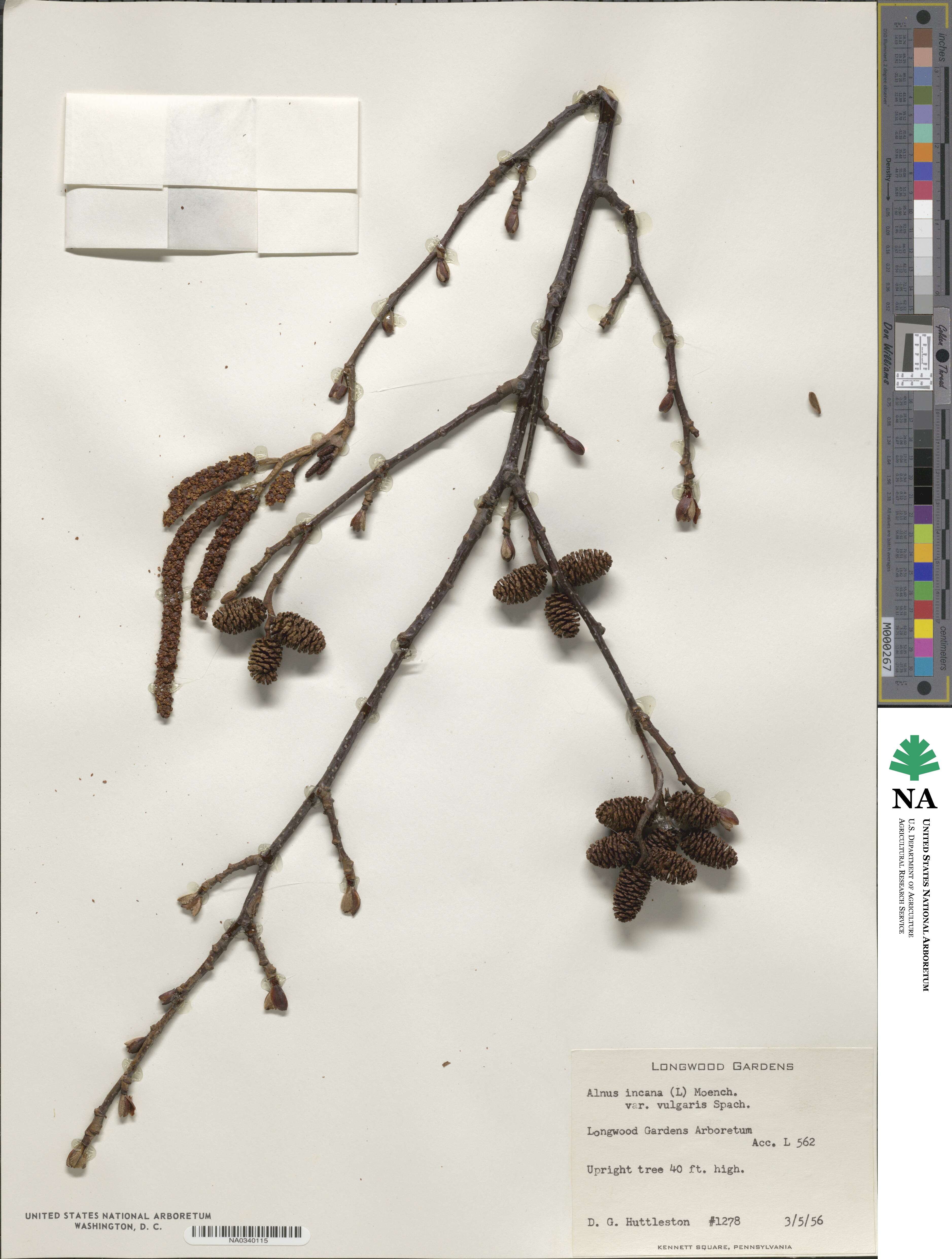 Alnus incana subsp. incana image