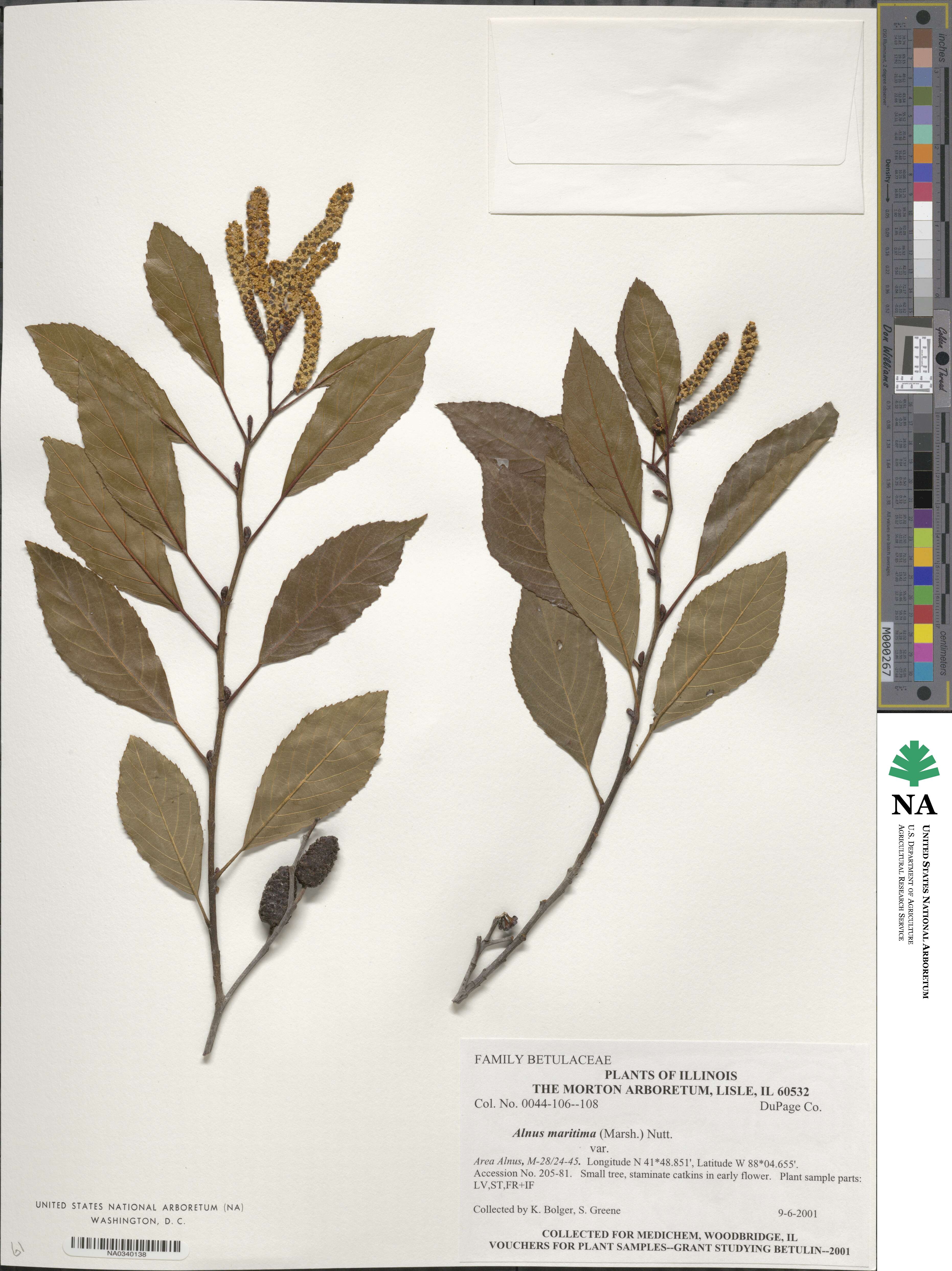 Alnus kamtschatica image
