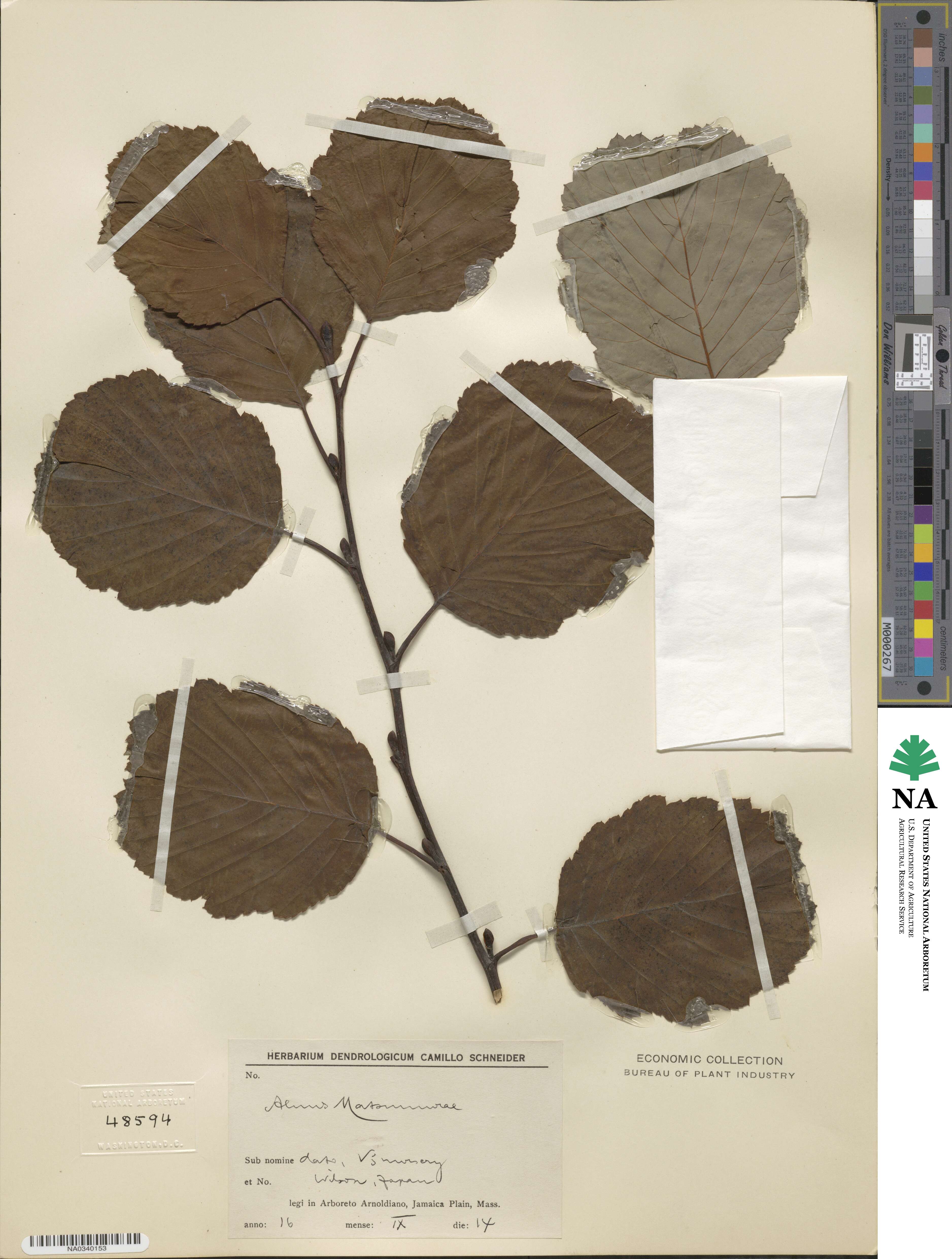 Alnus matsumurae image