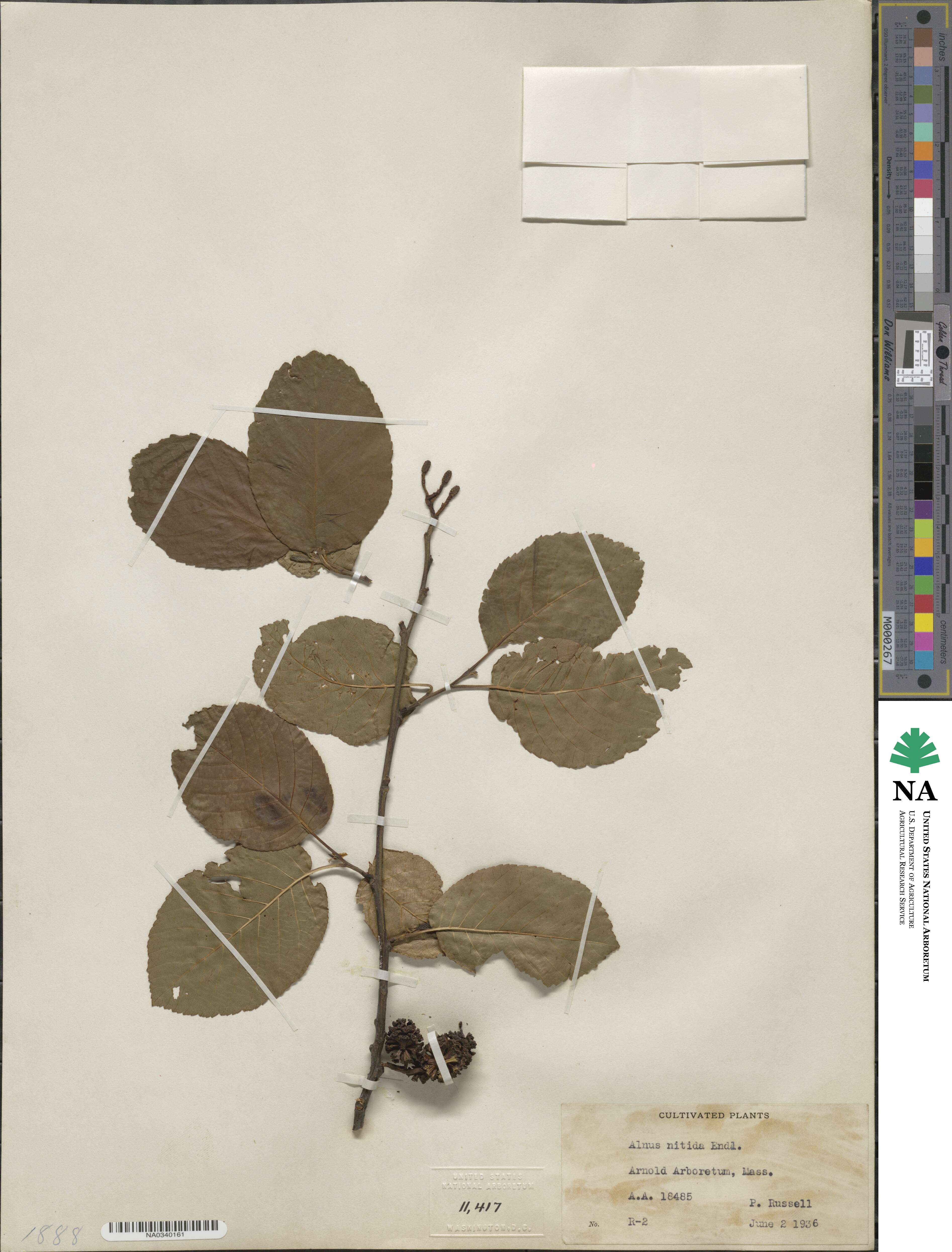 Alnus nitida image