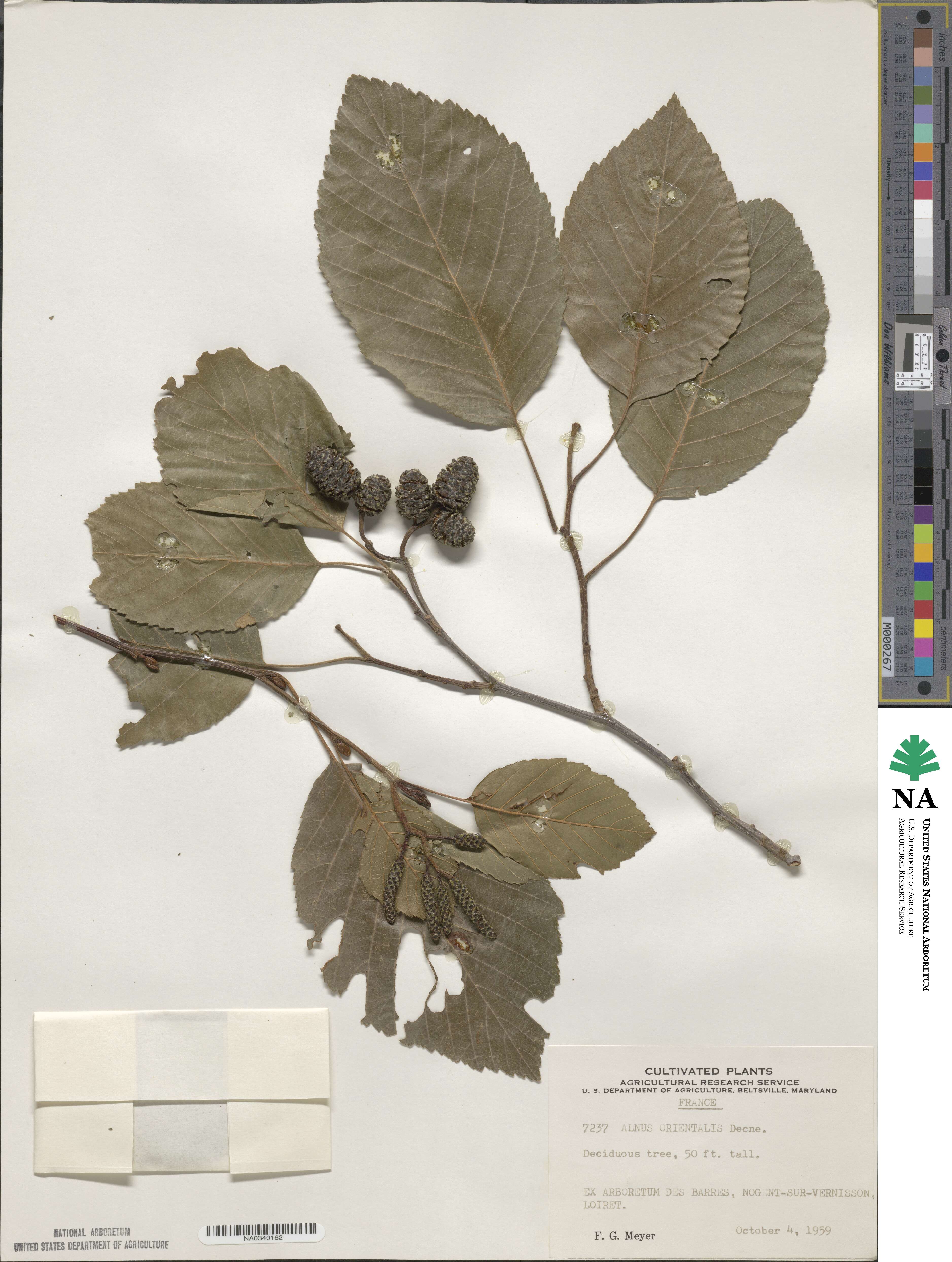 Alnus orientalis image