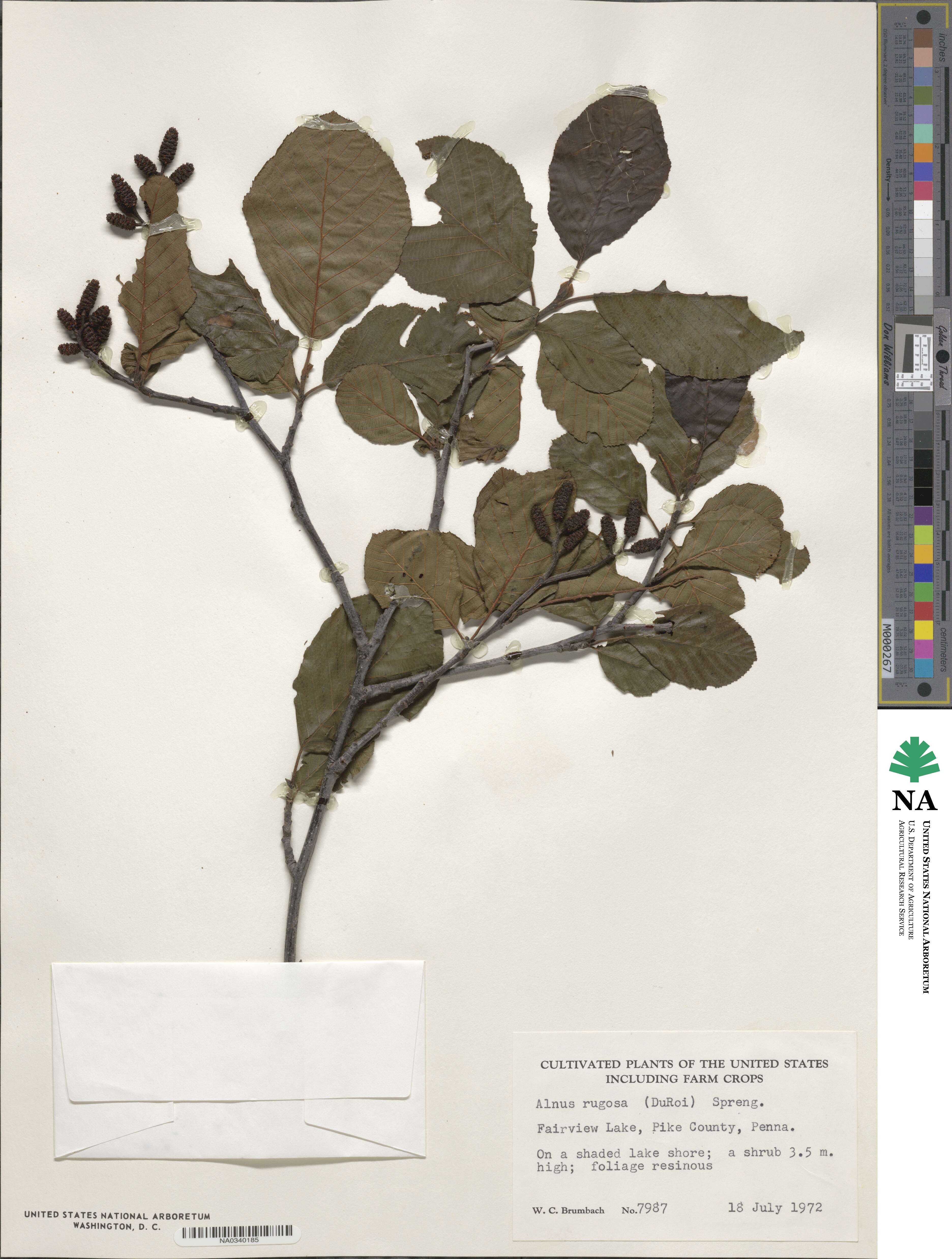Alnus incana image