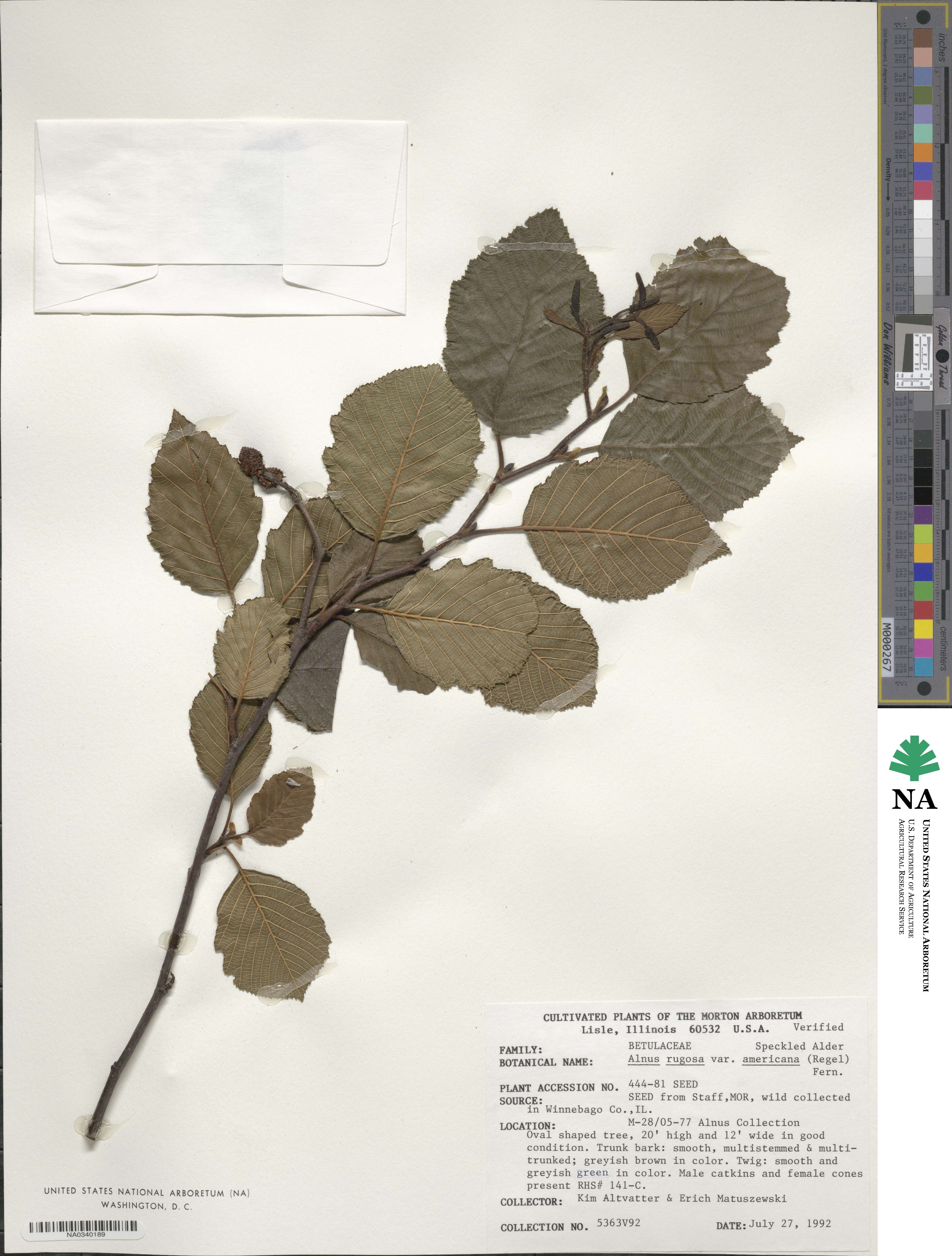 Alnus incana subsp. rugosa image