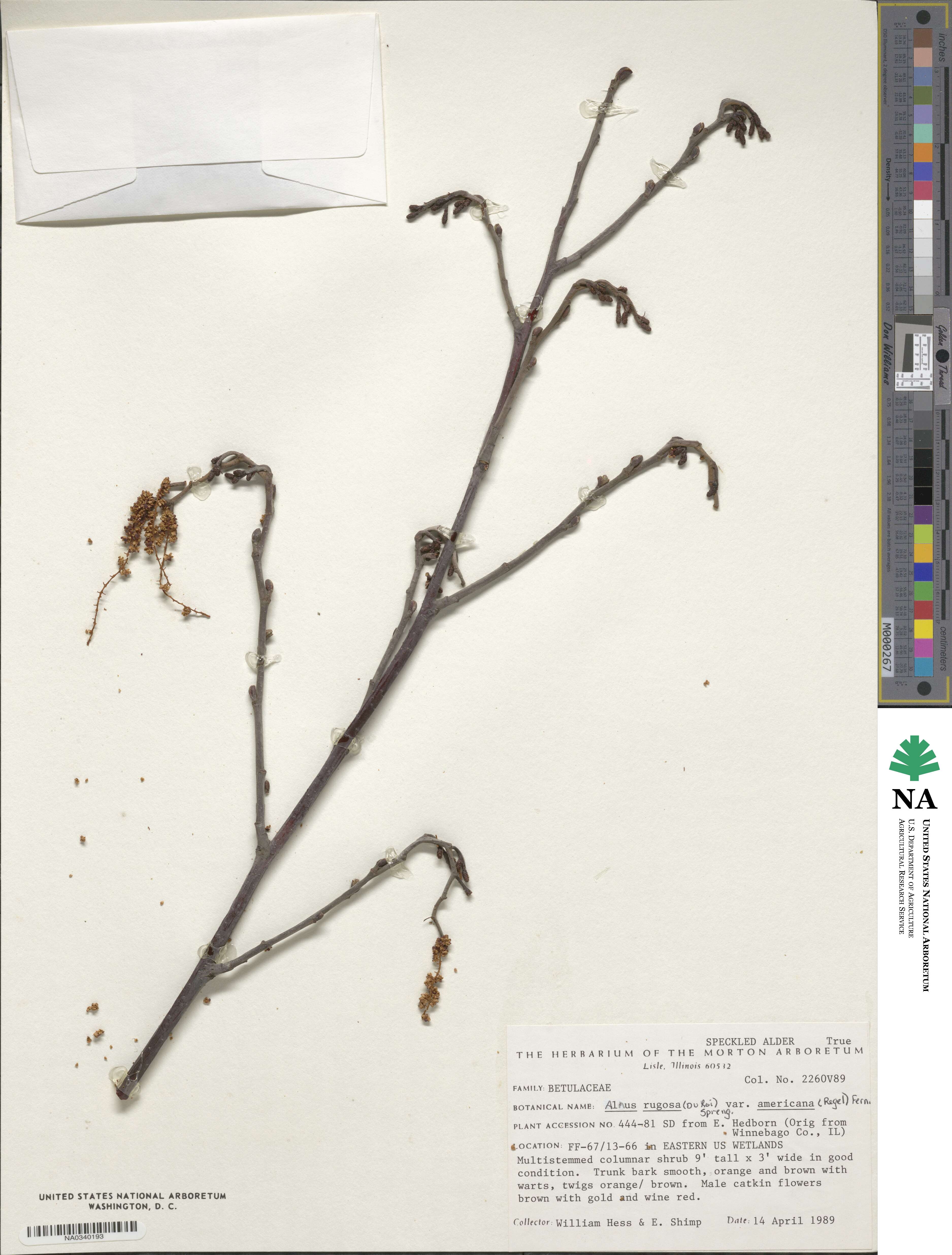 Alnus incana subsp. rugosa image