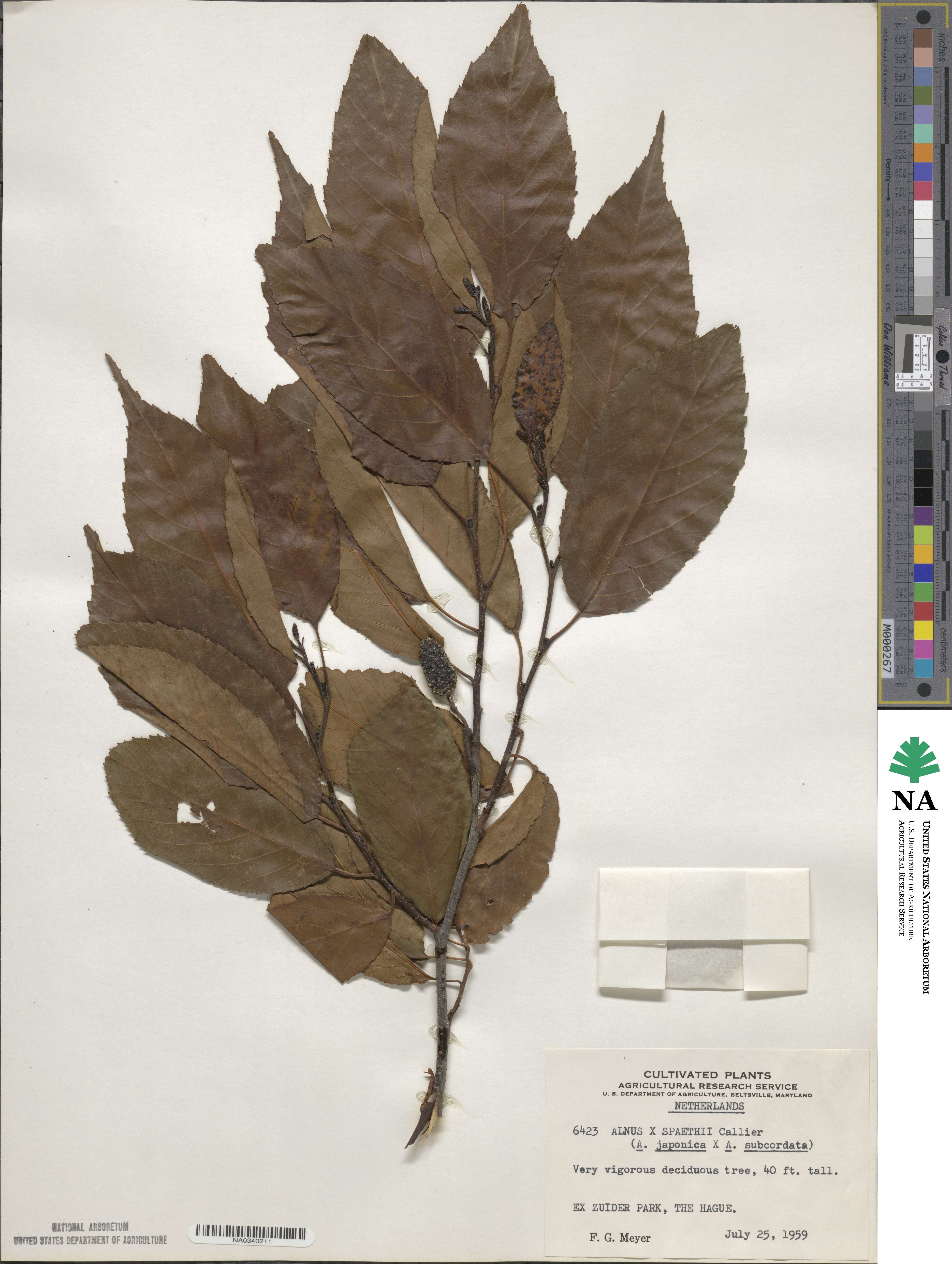 Alnus × spaethii image