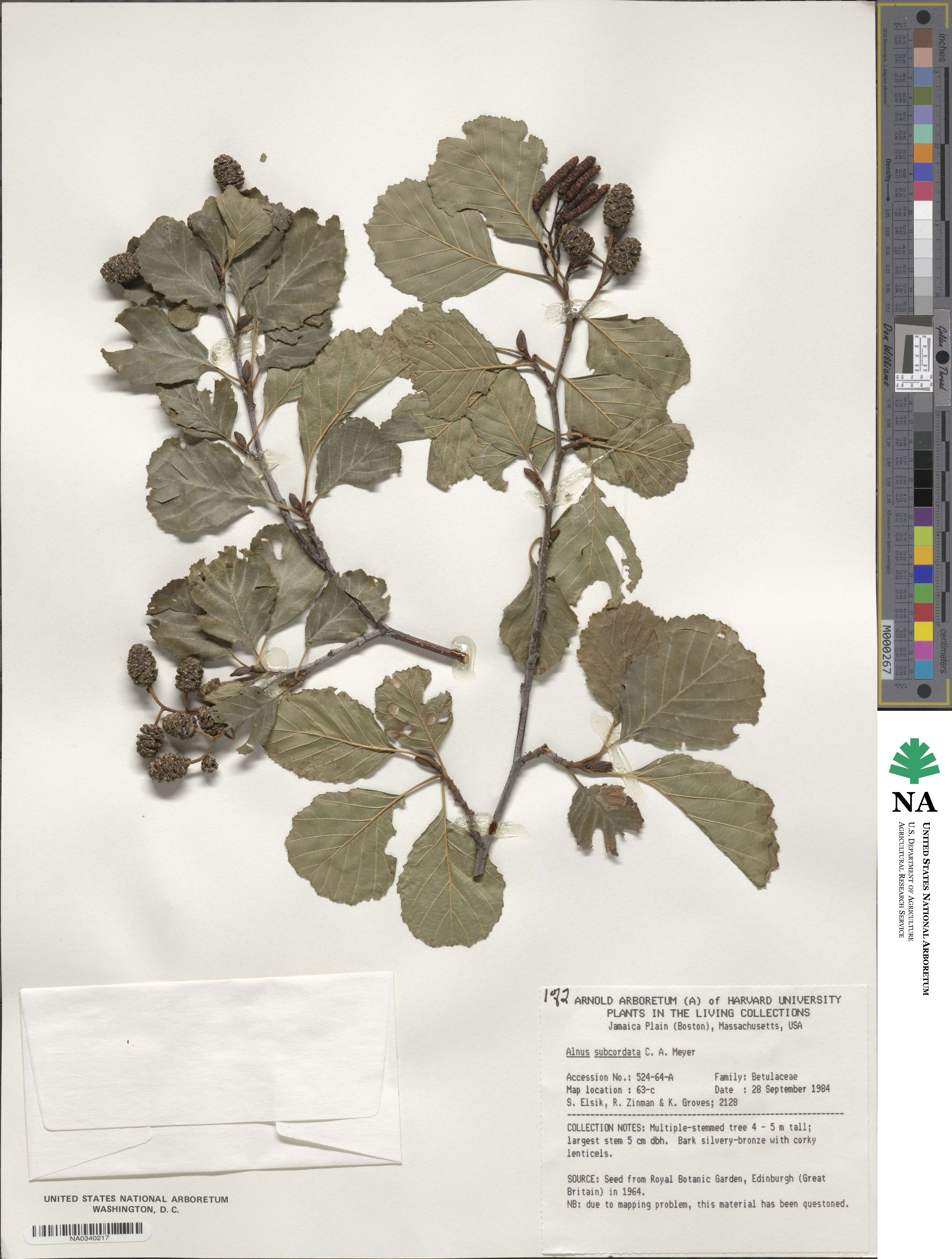 Alnus subcordata image