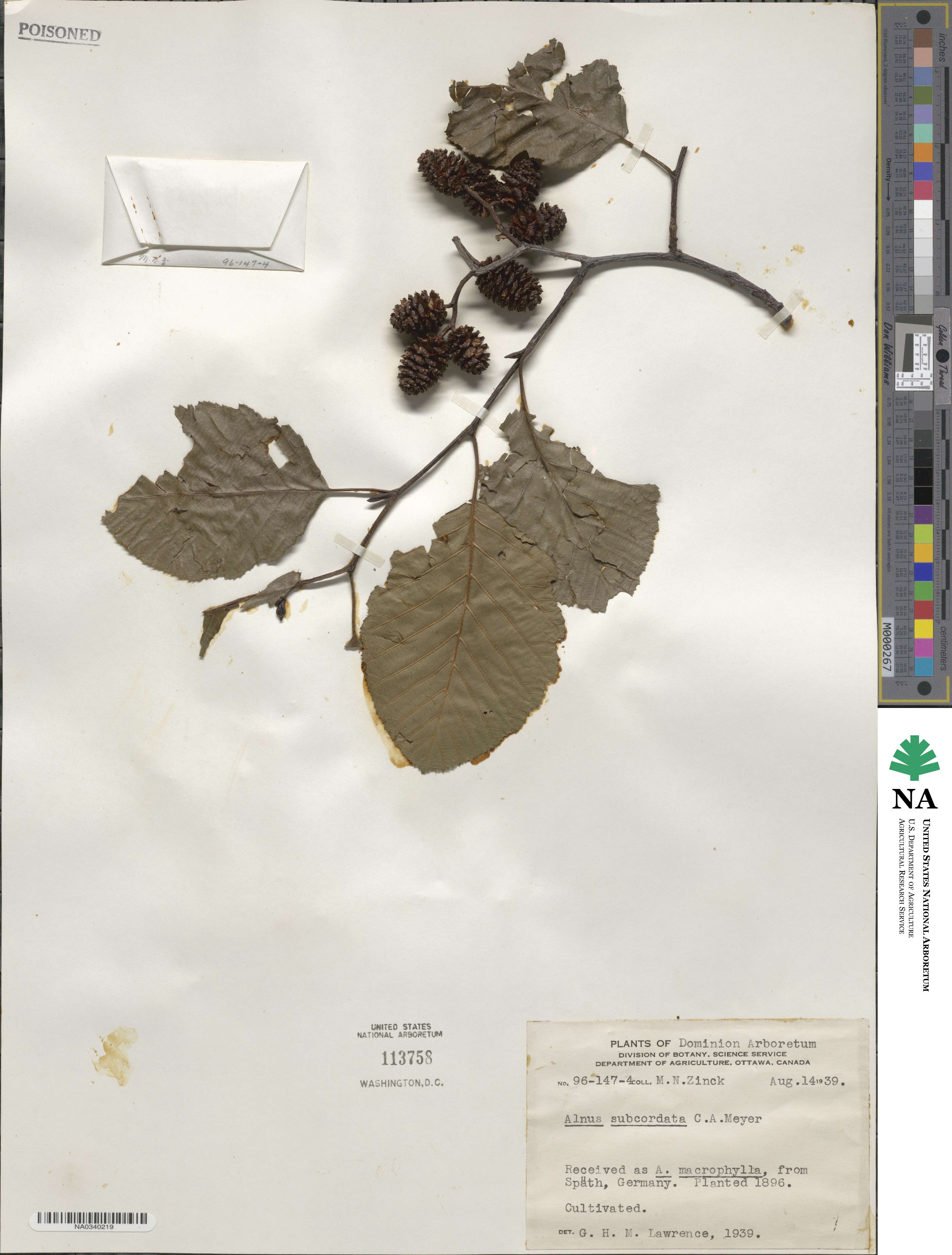 Alnus subcordata image