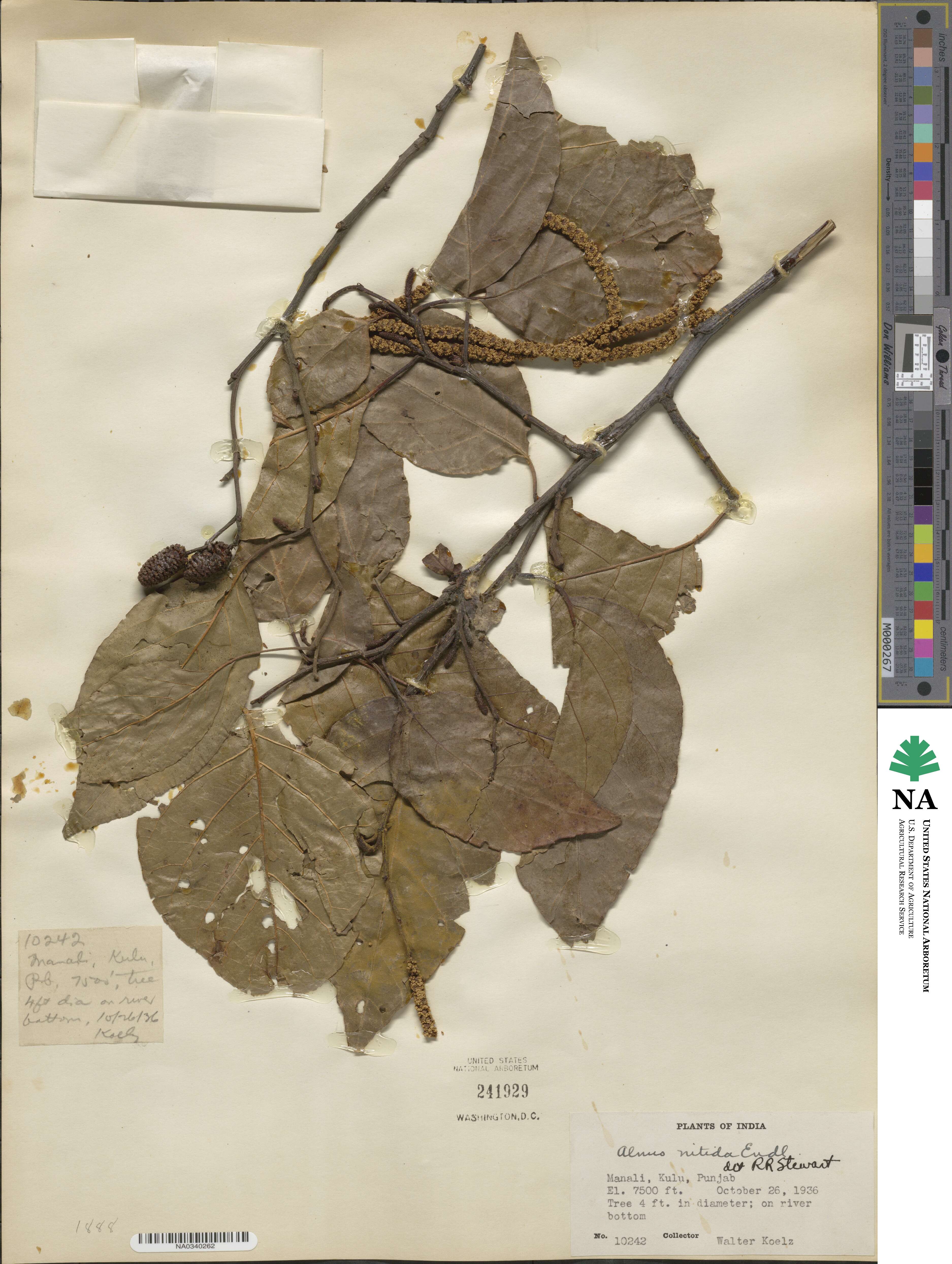 Alnus nitida image