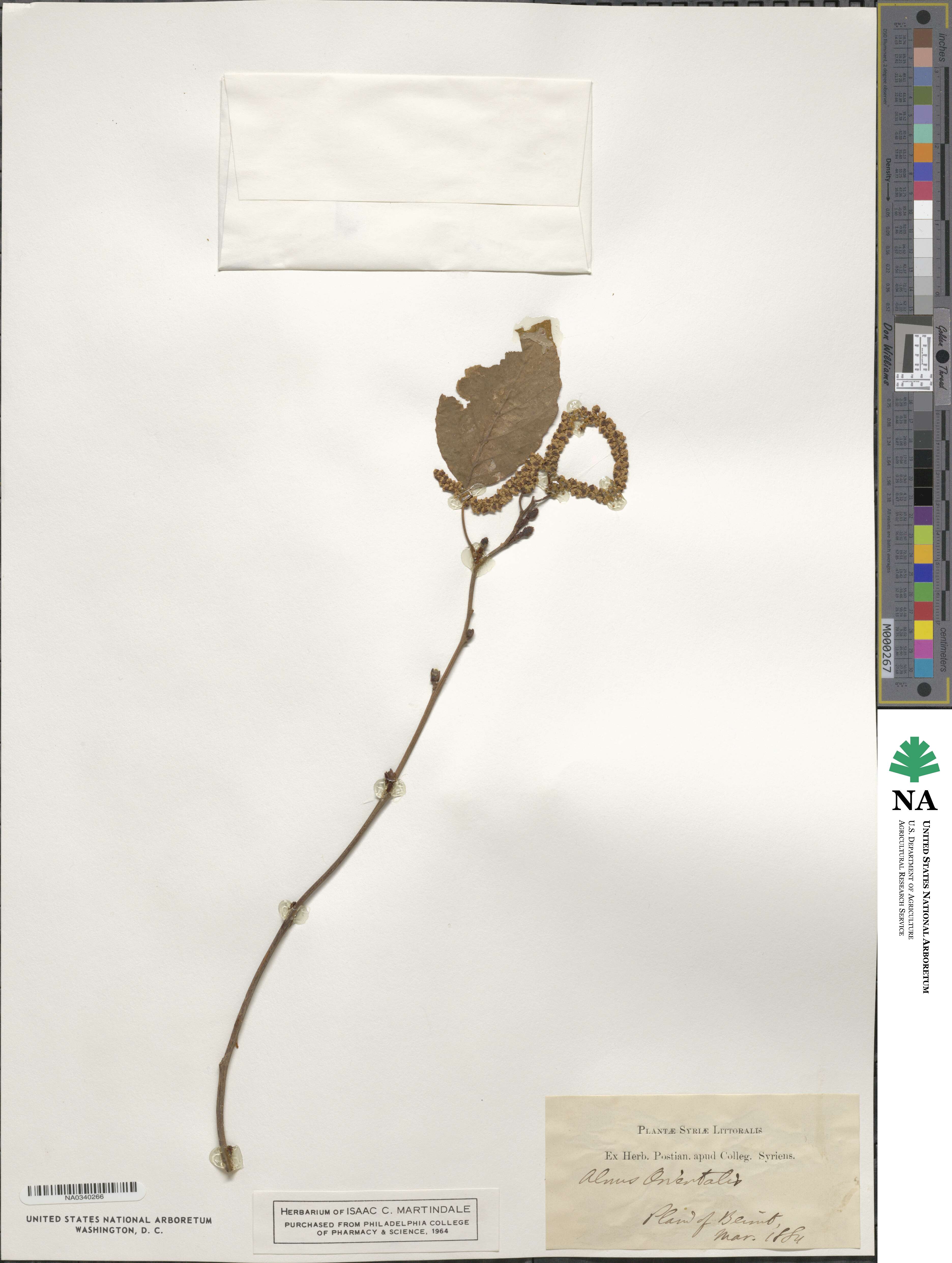 Alnus orientalis image