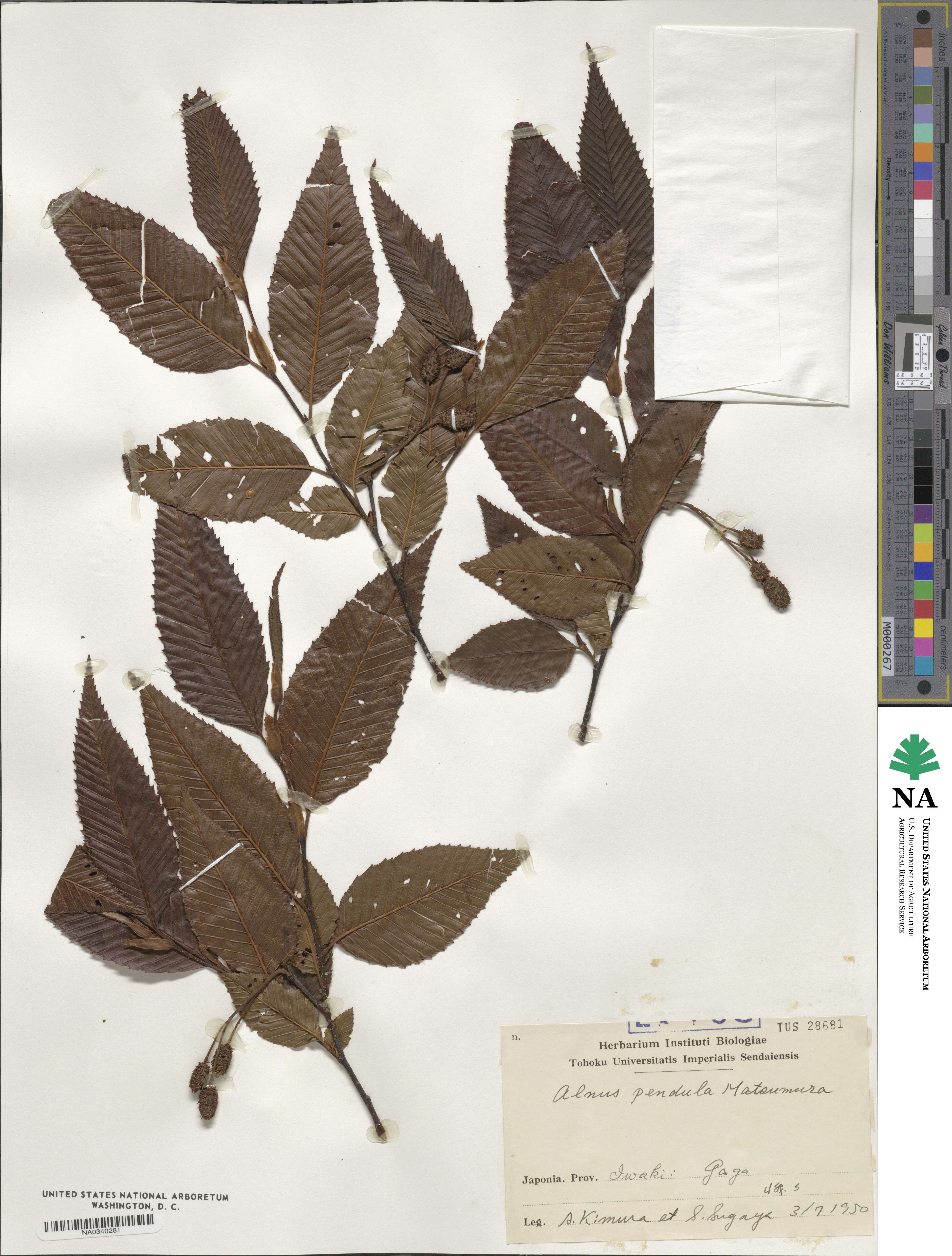 Alnus pendula image