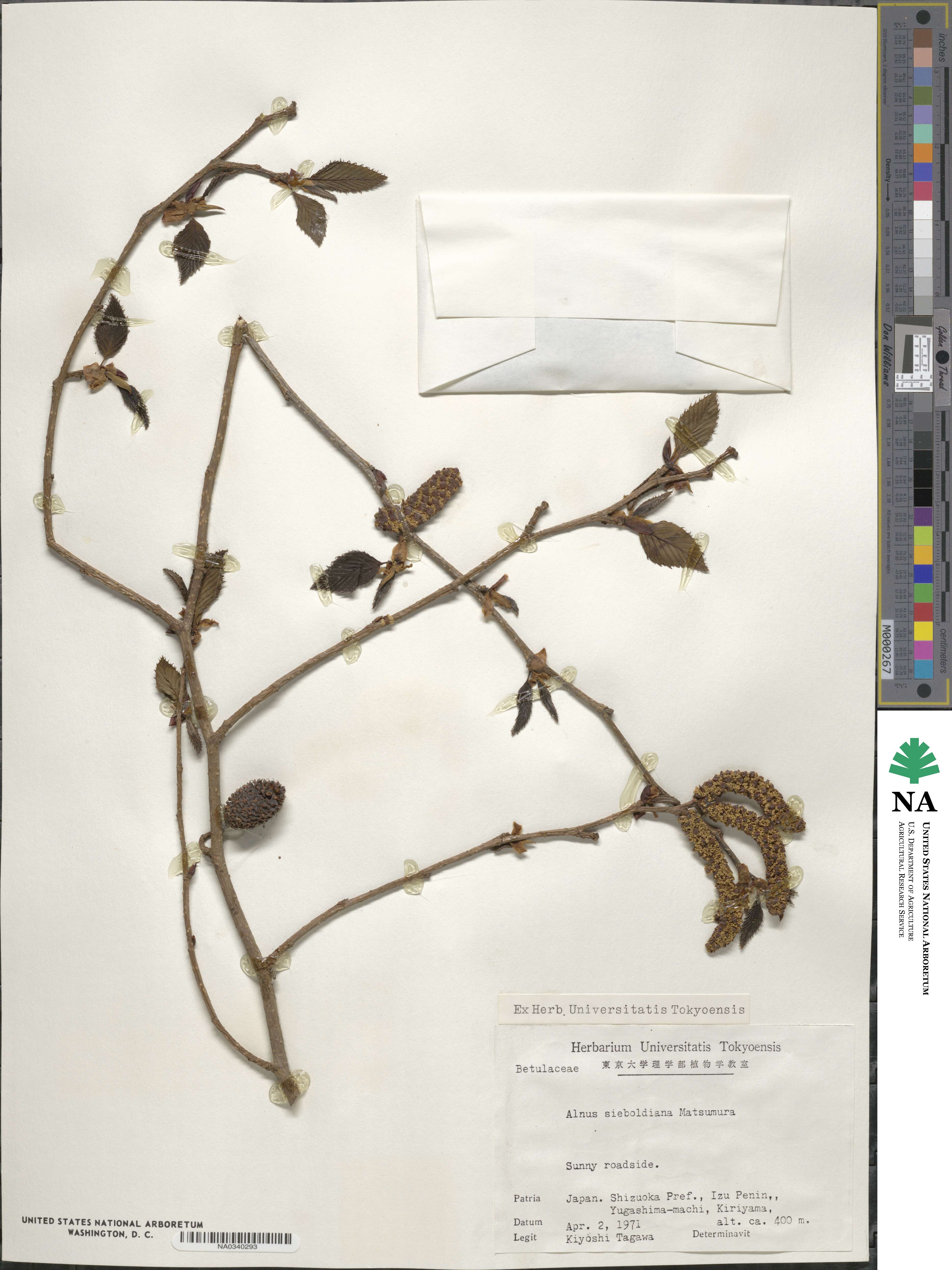Alnus sieboldiana image