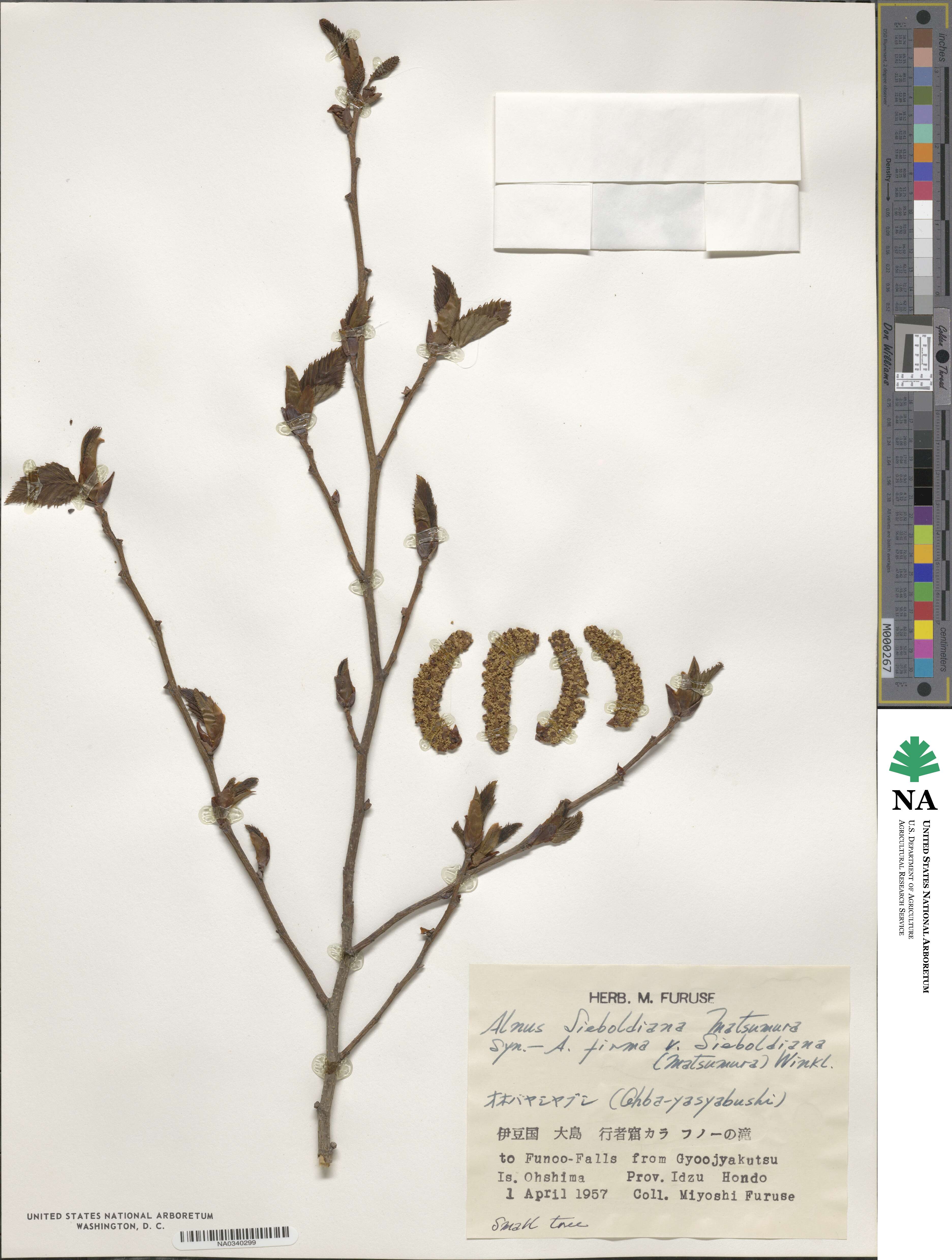 Alnus sieboldiana image