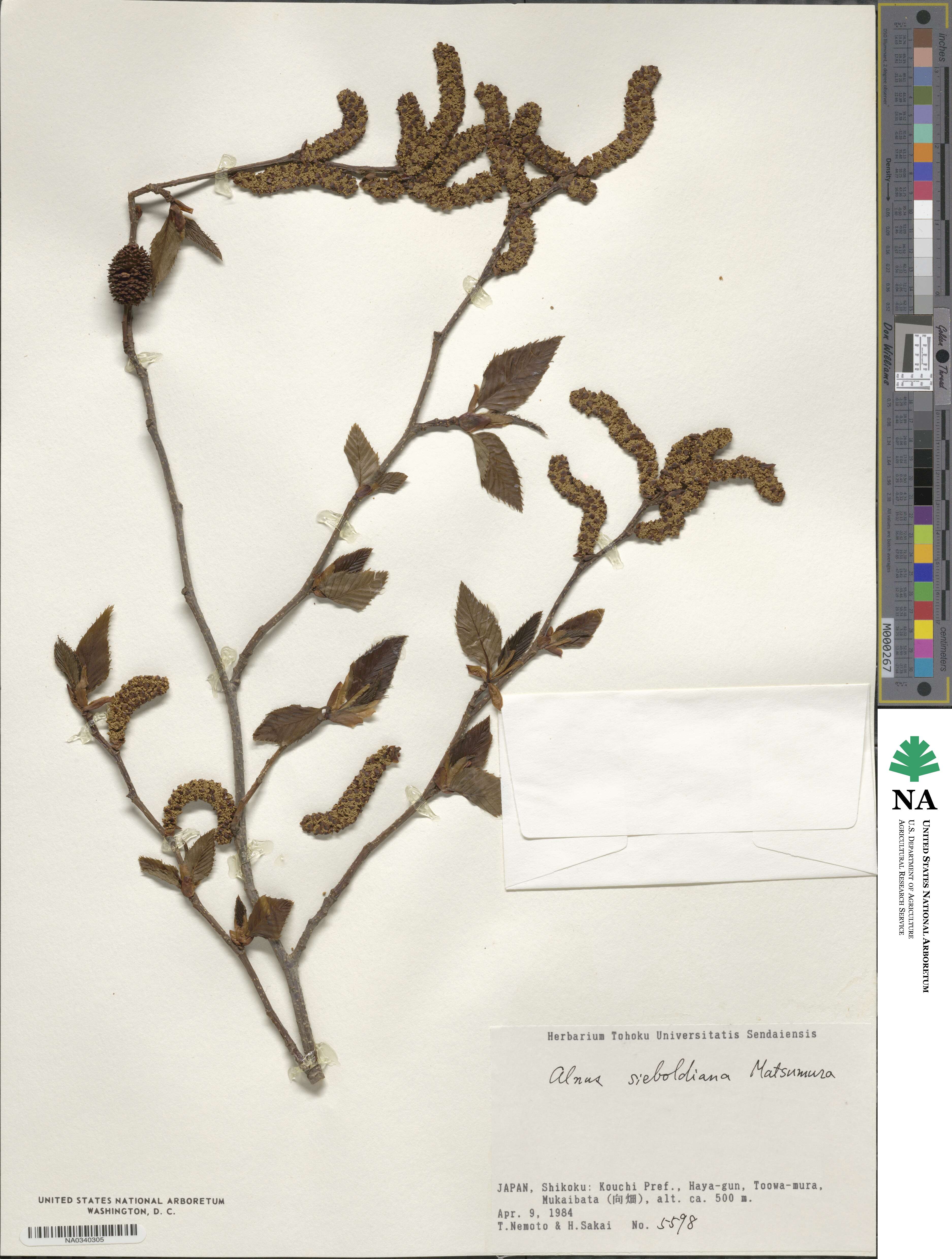 Alnus sieboldiana image