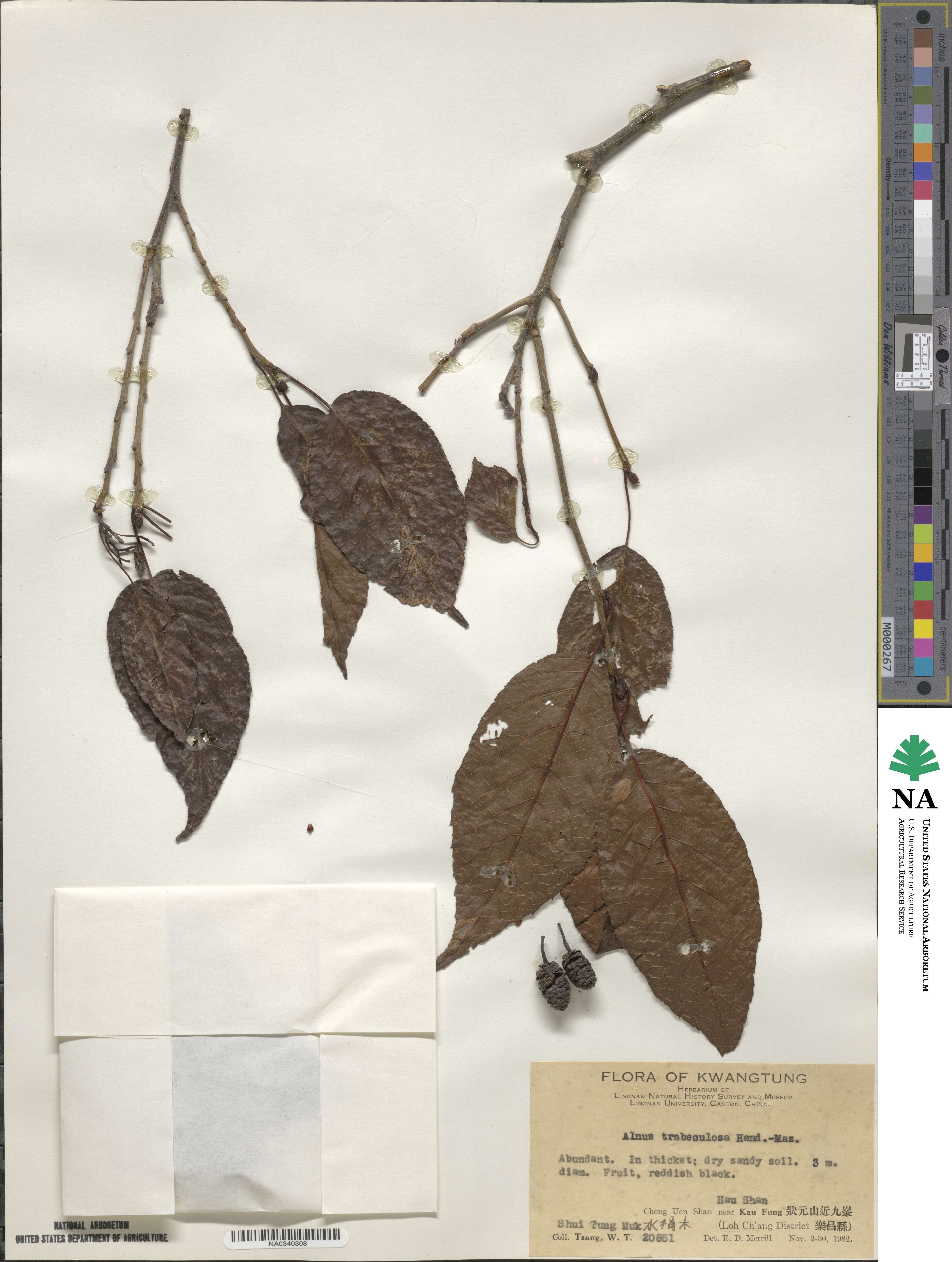 Alnus trabeculosa image