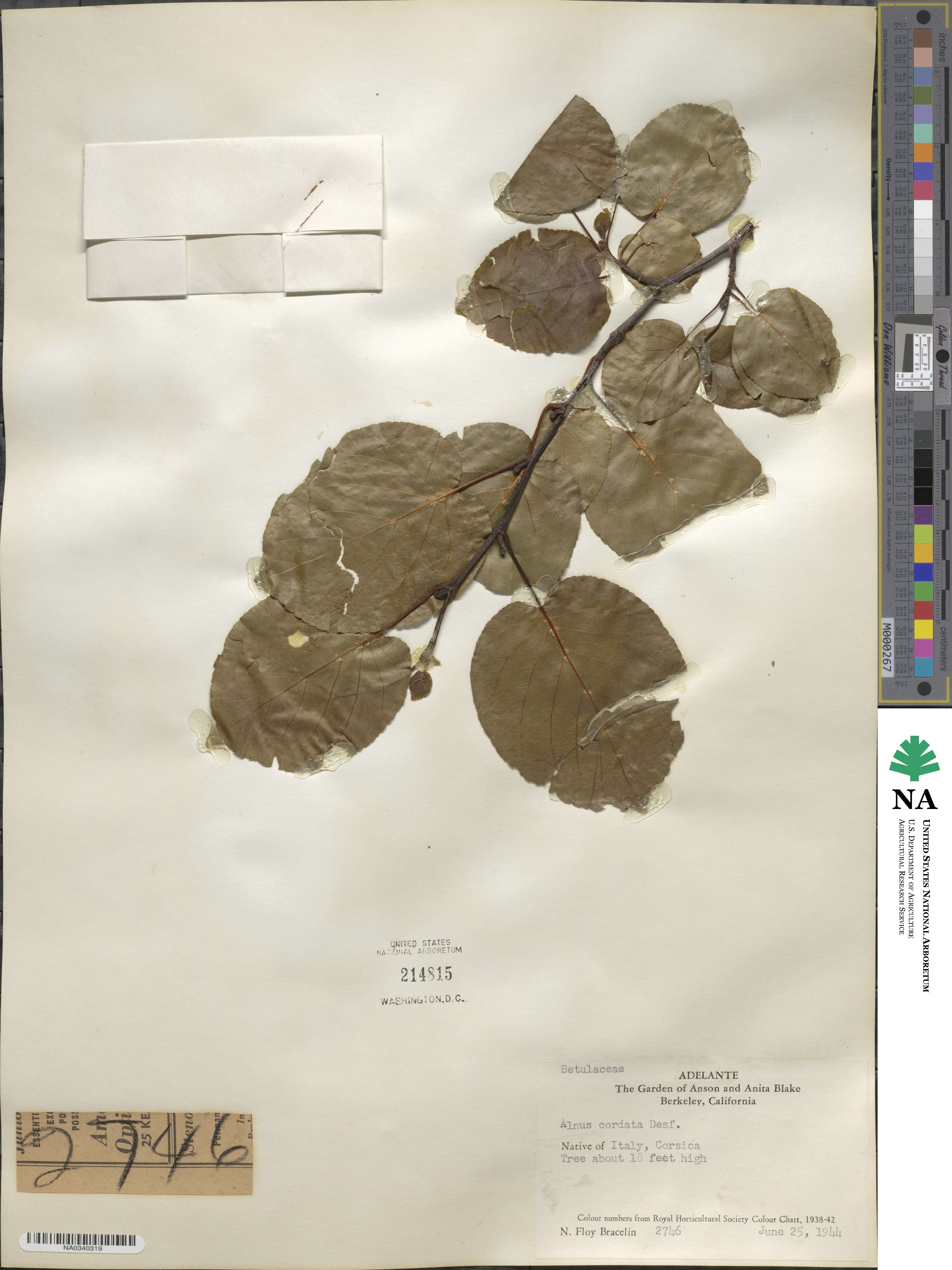 Alnus cordata image