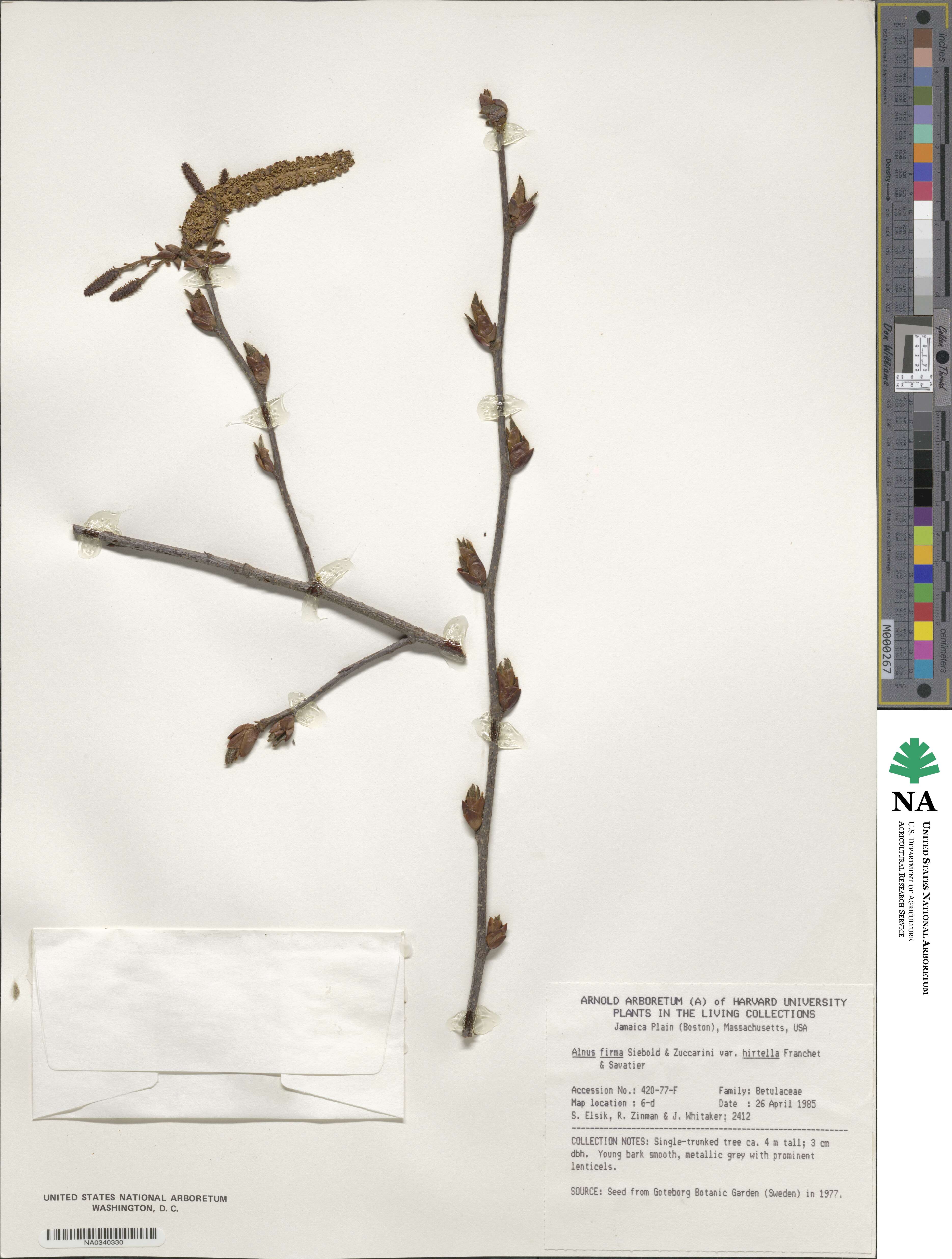 Alnus firma image
