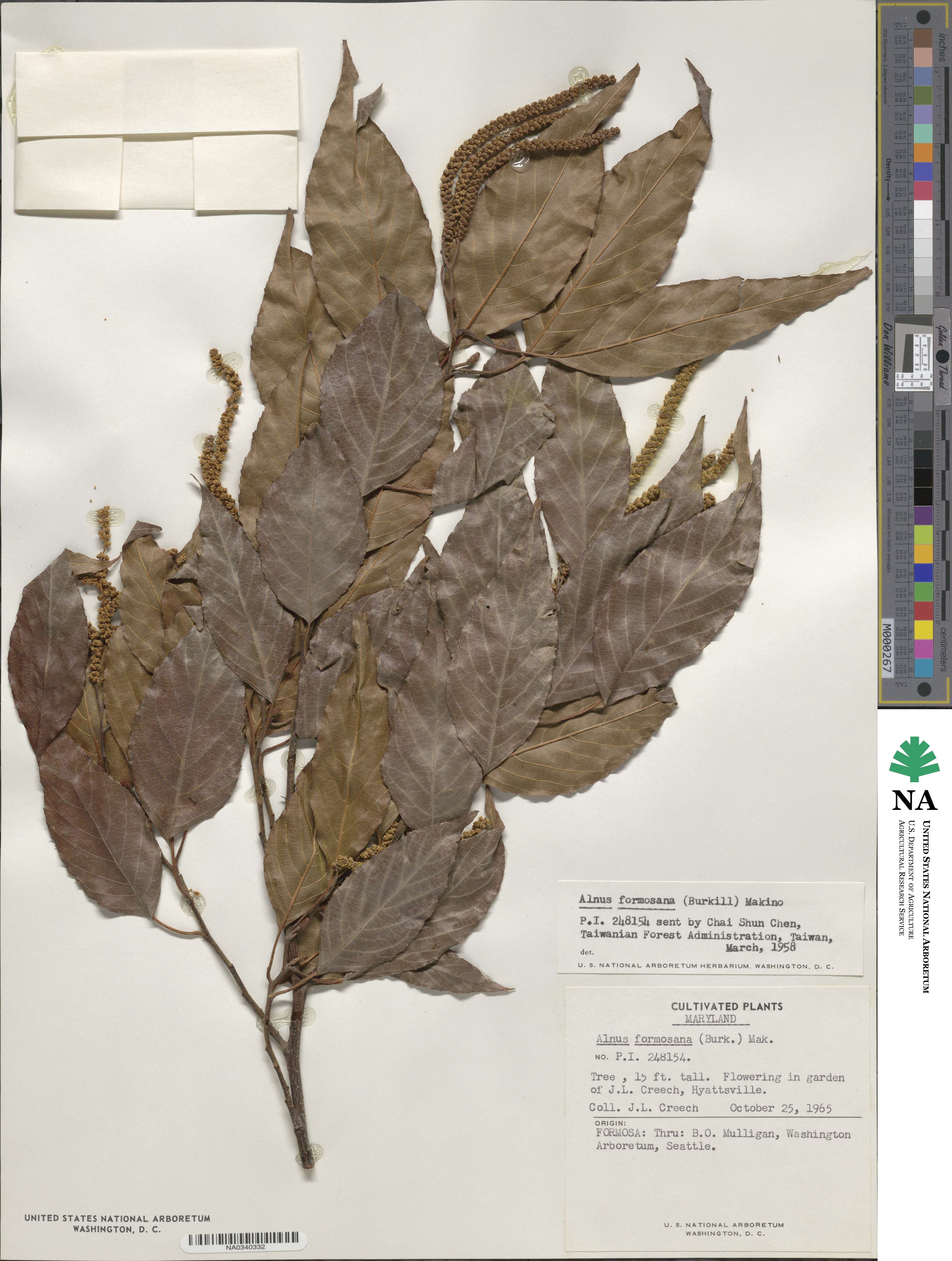 Alnus formosana image