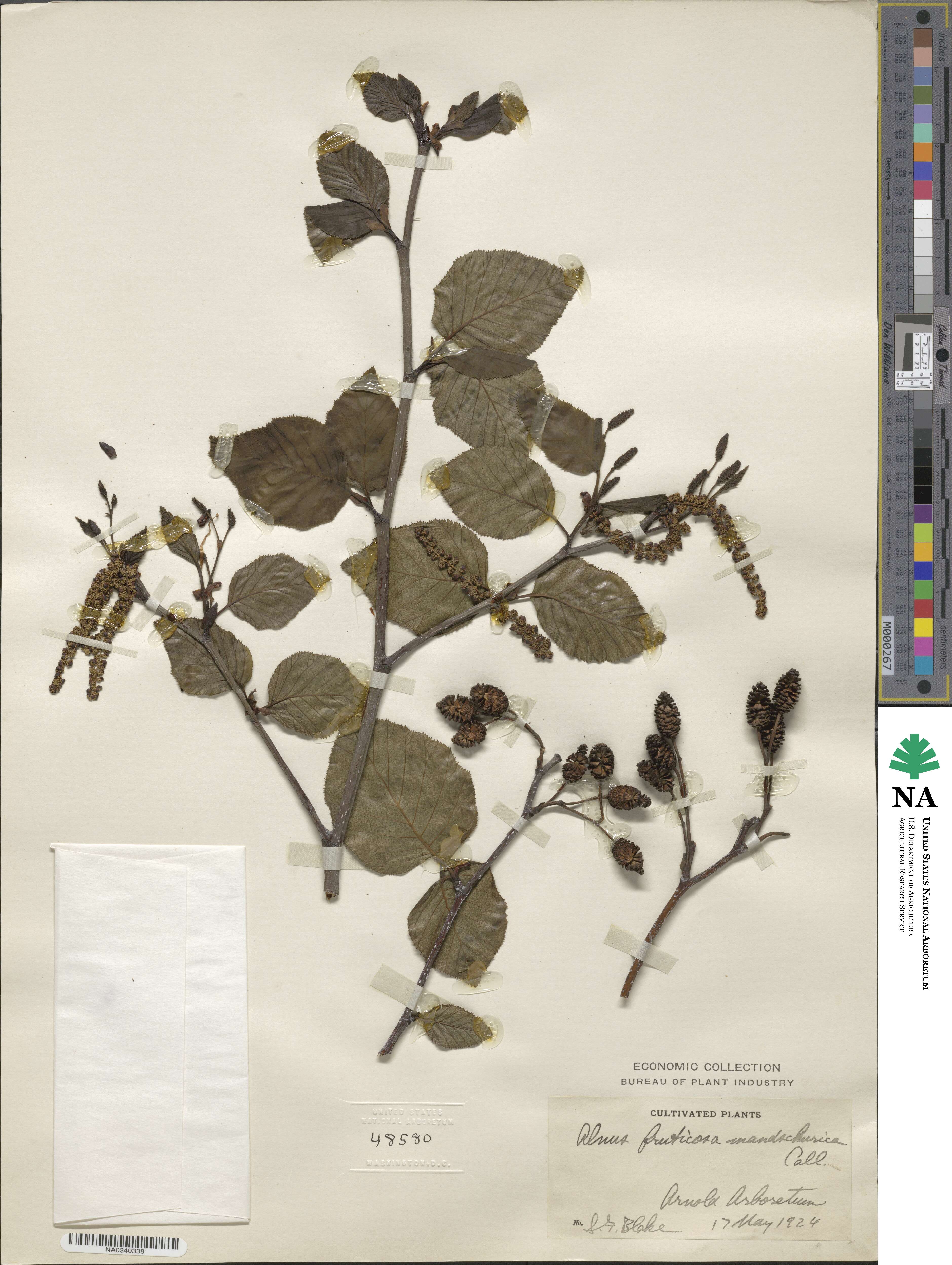 Alnus mandshurica image